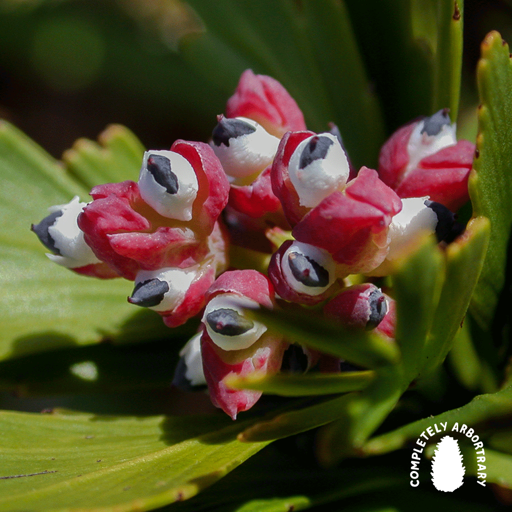 CONES ON THE SPECTRUM (CELERYTOP-PINE)