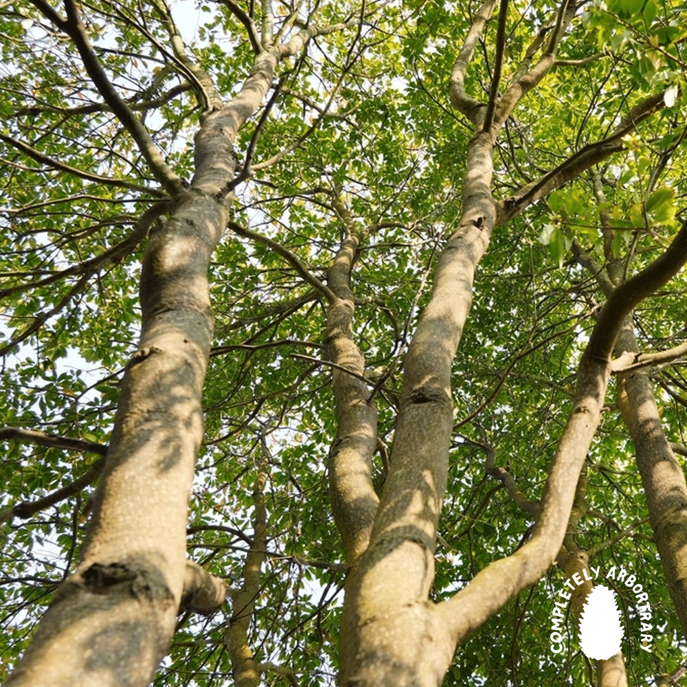 RENAISSANCE TREE (SUPERB SCHIMA)