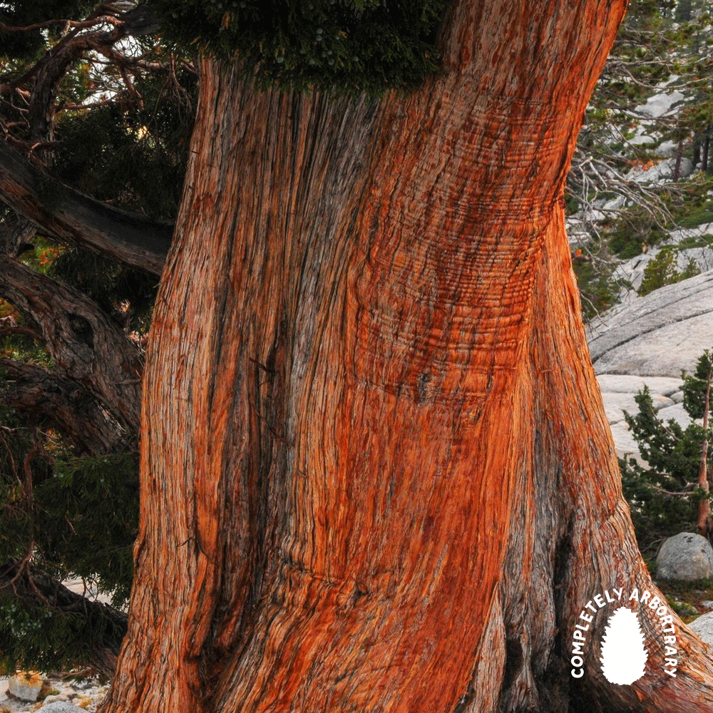 EVEN OLDER GROWTH (WESTERN JUNIPER 2)
