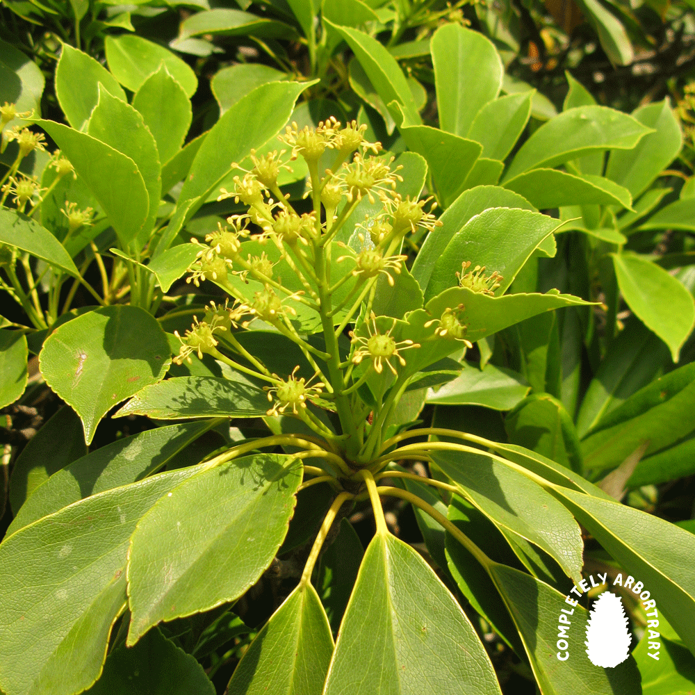 REINVENTING THE (WHEEL TREE)