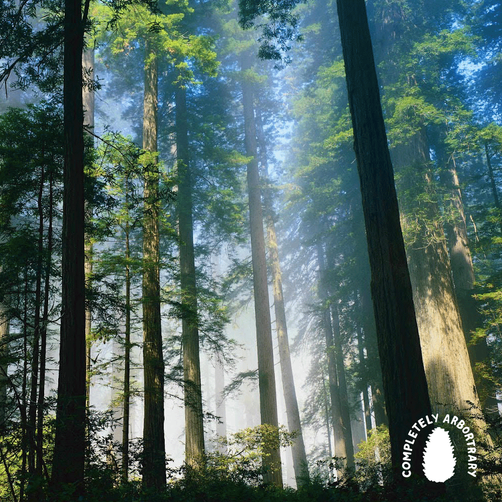 ARE YOU THERE, FOG? (COAST REDWOOD 2)