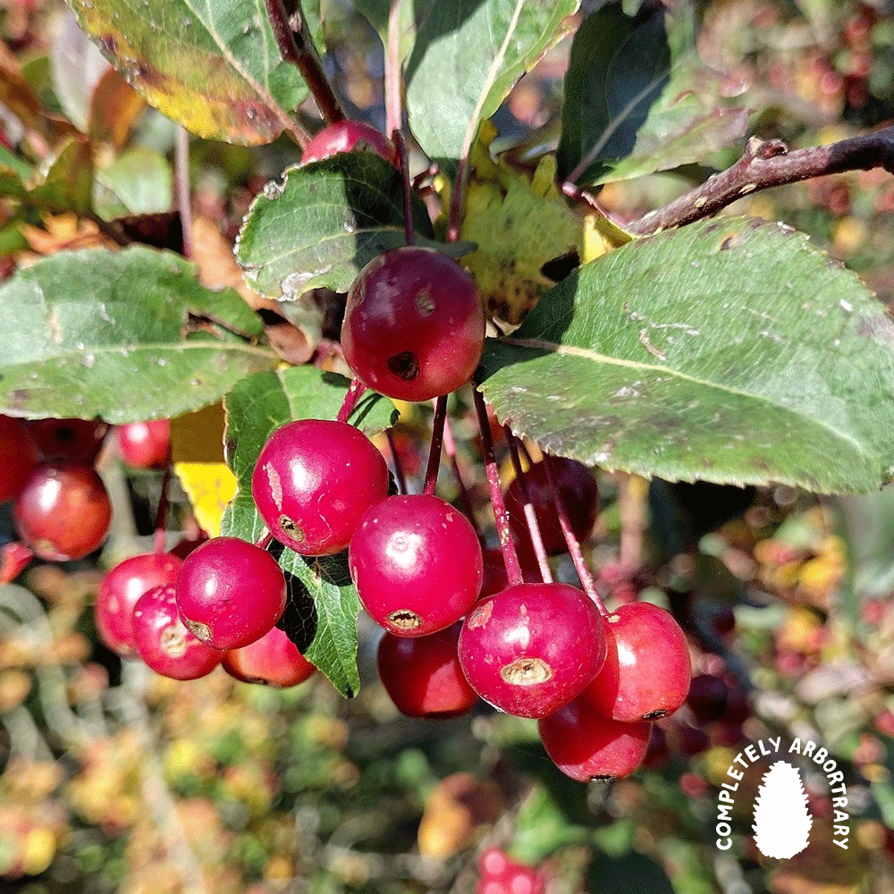 HOW CASEY LEARNED TO STOP WORRYING AND LOVE THE APPLE (APPLE 3)