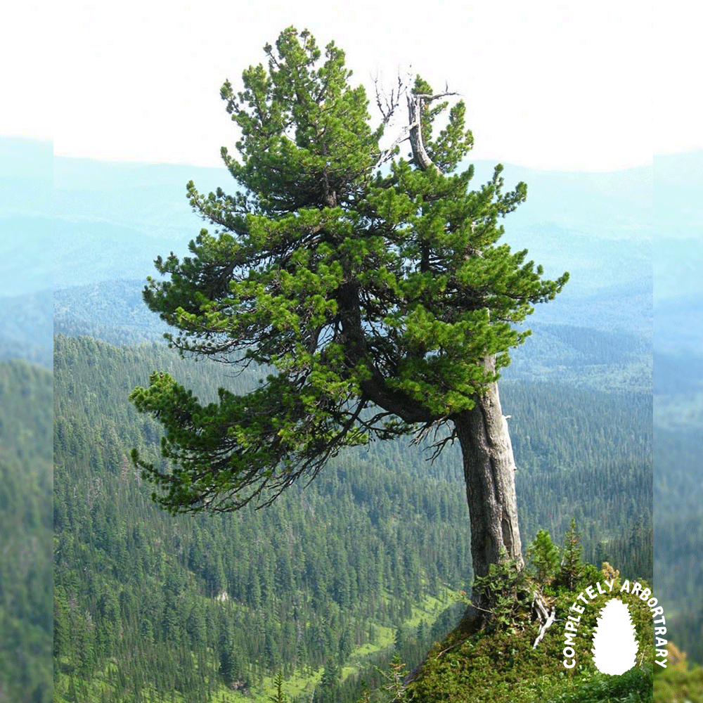 ANASTASIANISM (SIBERIAN STONE PINE)