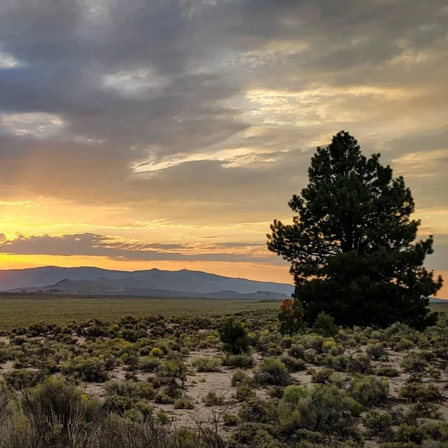 BONUS: Trees of the Desert