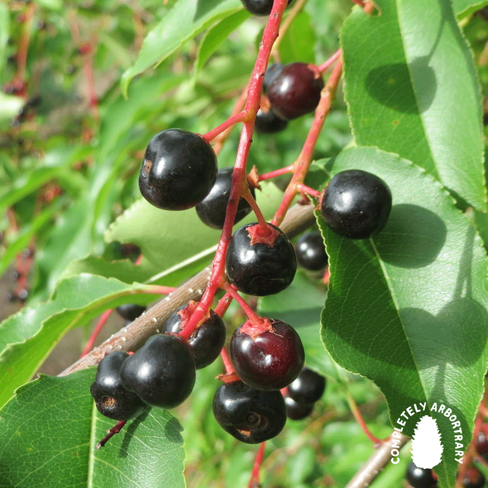 WOOD VIBRATIONS (WILD WHISKEY CHERRY)