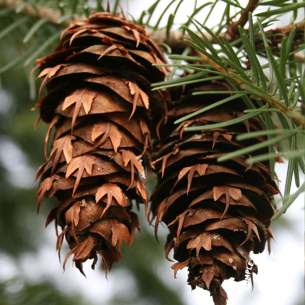 EPISODE III: REVENGE OF THE PITH (DOUGLAS-FIR 3)