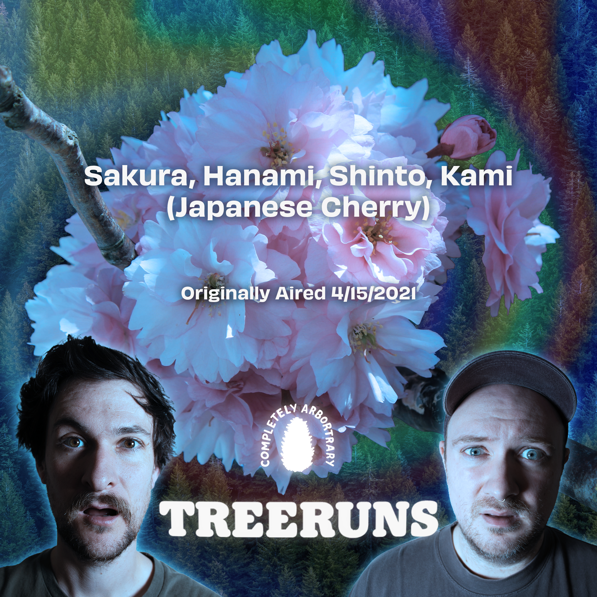 SAKURA, HANAMI, SHINTO, KAMI (JAPANESE CHERRY)