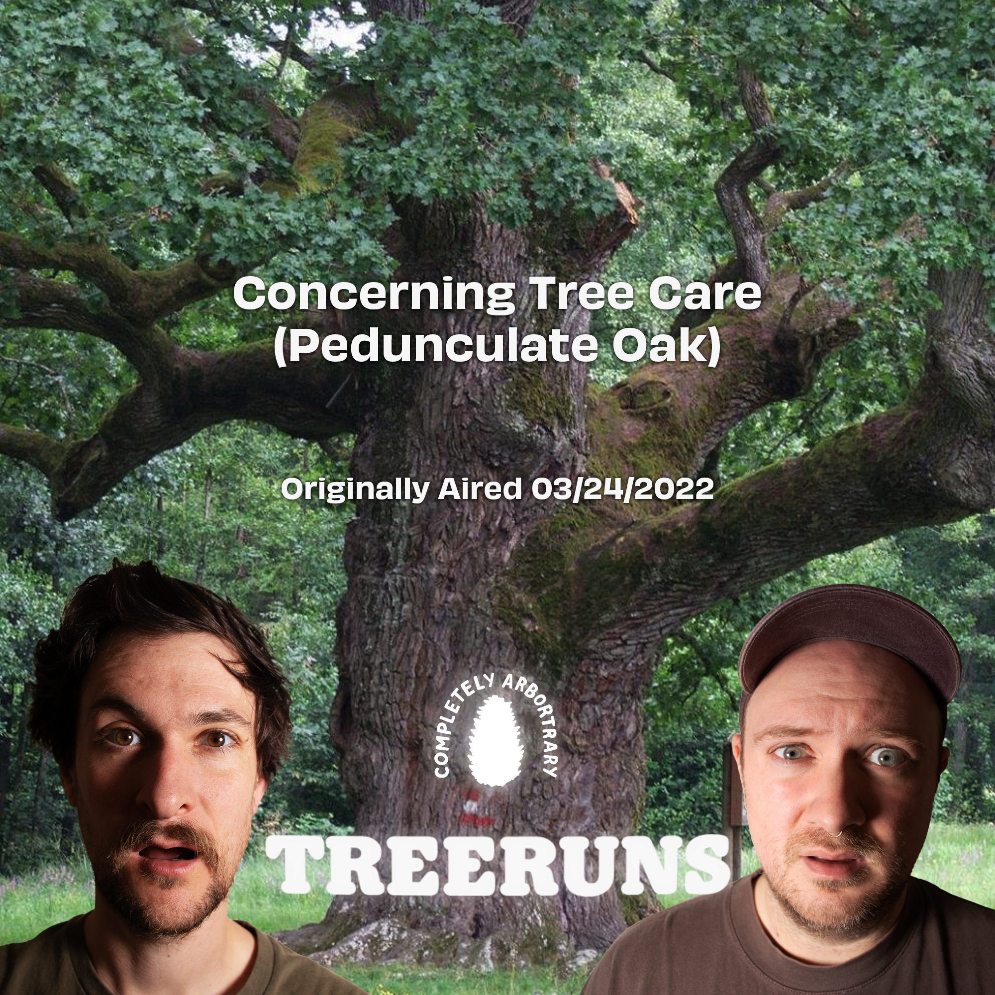 CONCERNING TREE CARE (PEDUNCULATE OAK)