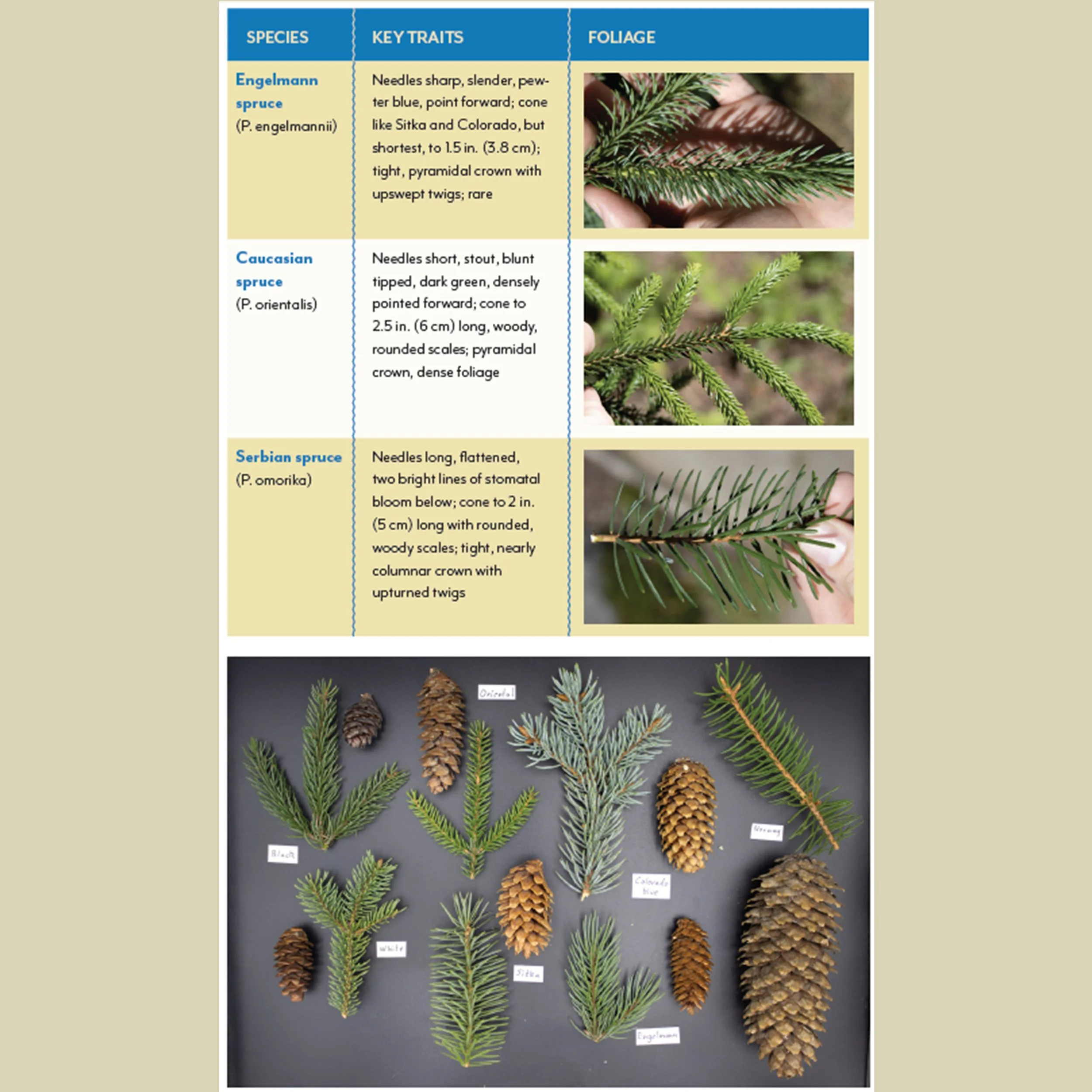 The Trees around You Spruces.jpg