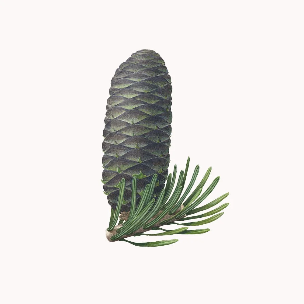balsamfir.jpg