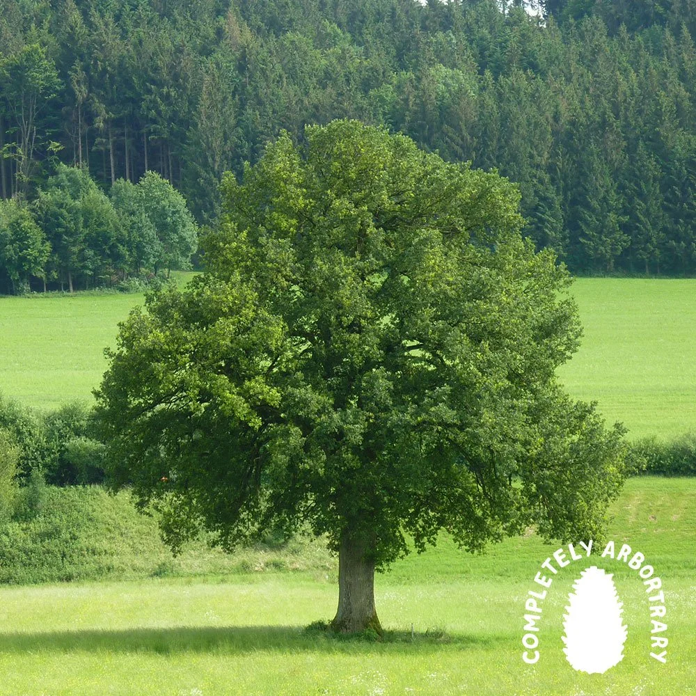 pedunculate oak in a field, Completely Arbortrary