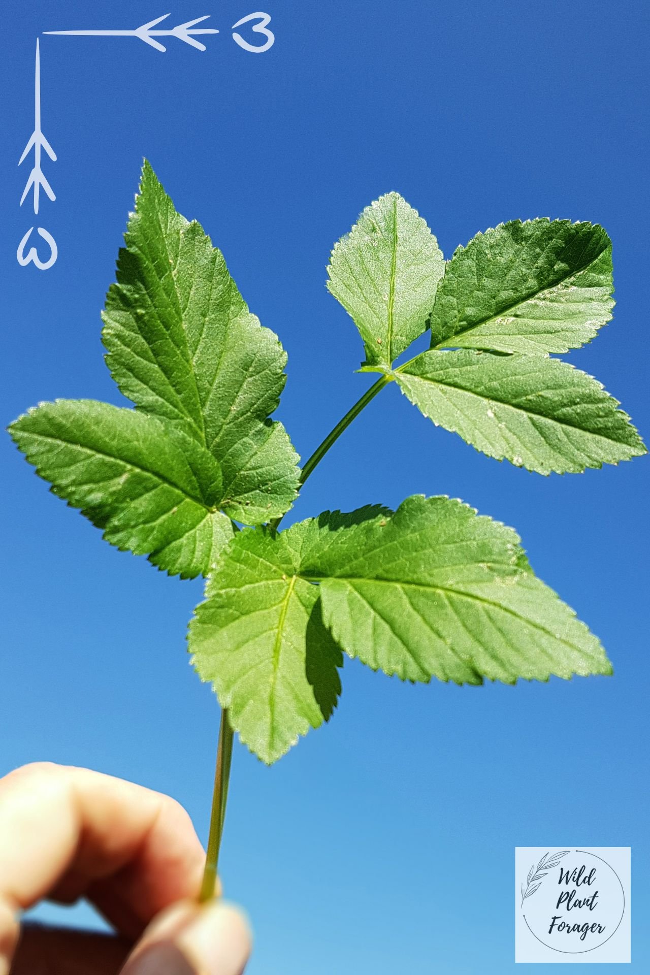Blad van het zevenblad