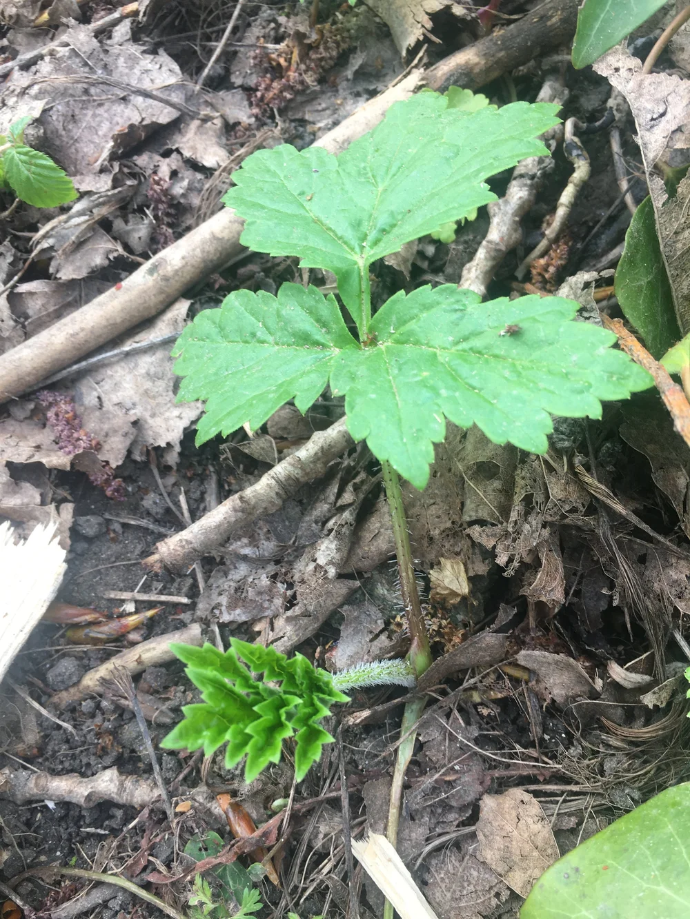 Reuzenberenklauw jonge bladscheut