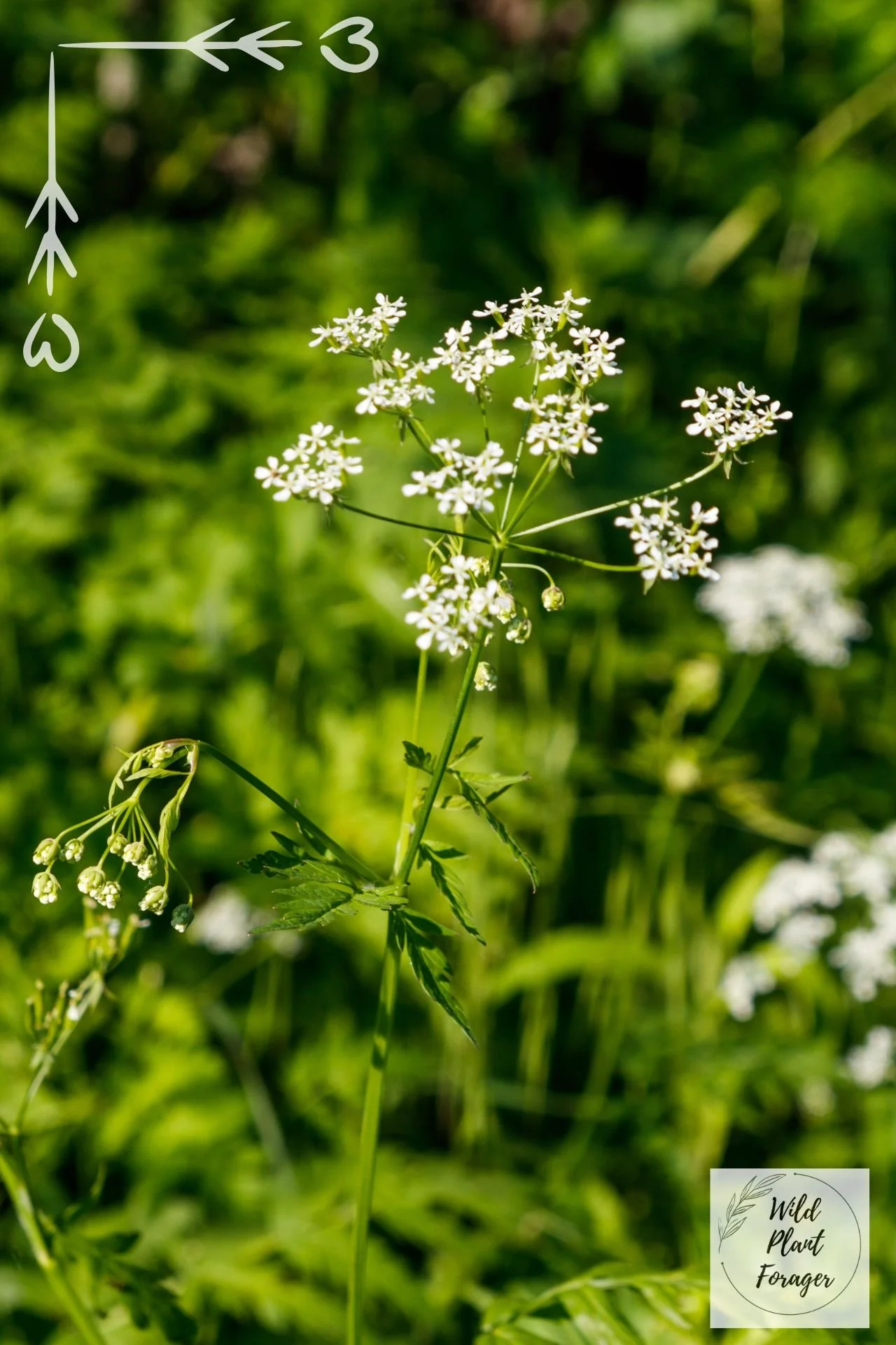 De gevlekte scheerling (Conium maculatum) is zeer giftig.