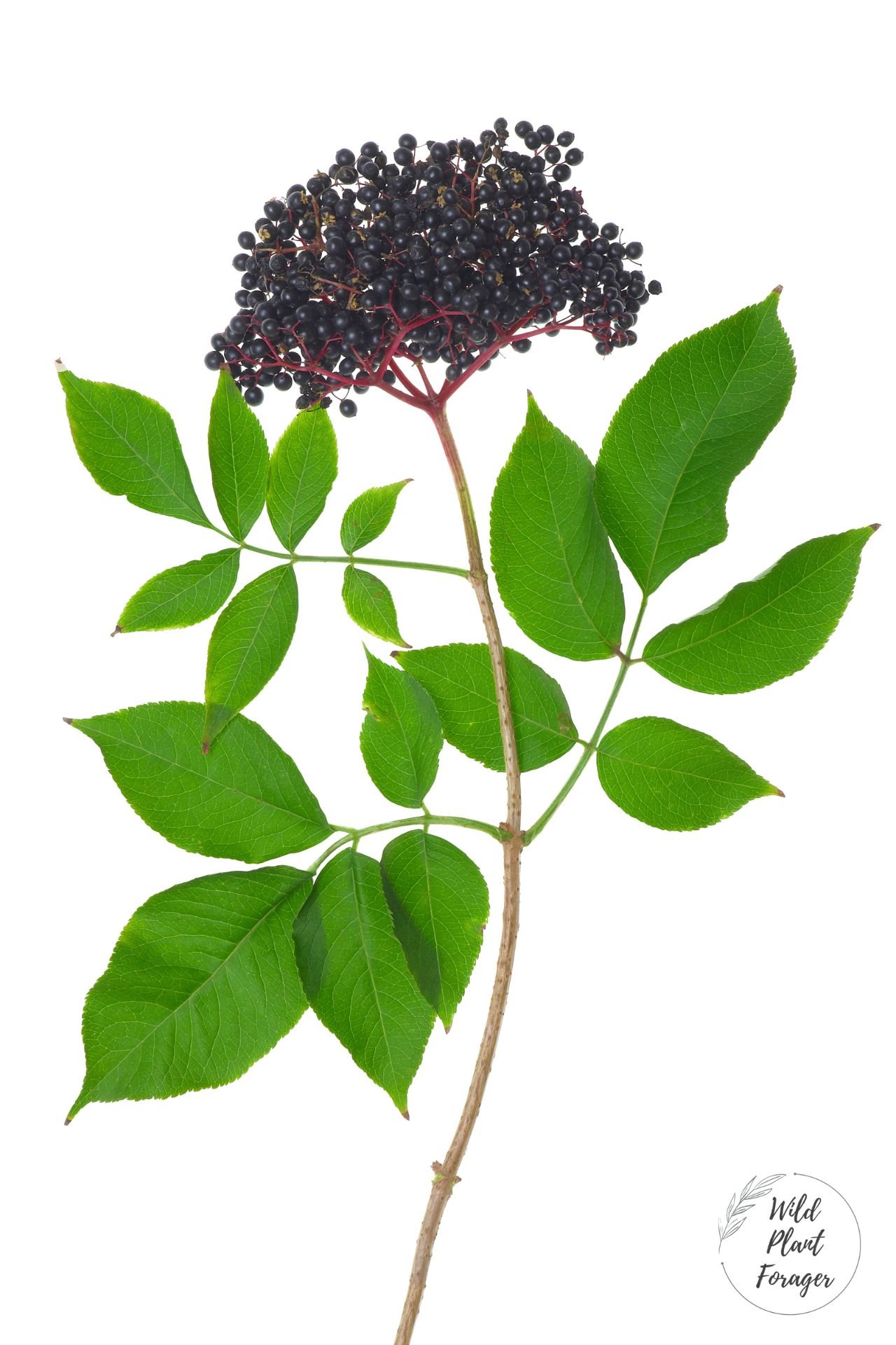 Blad van de vlier. Zie je de verhouting?