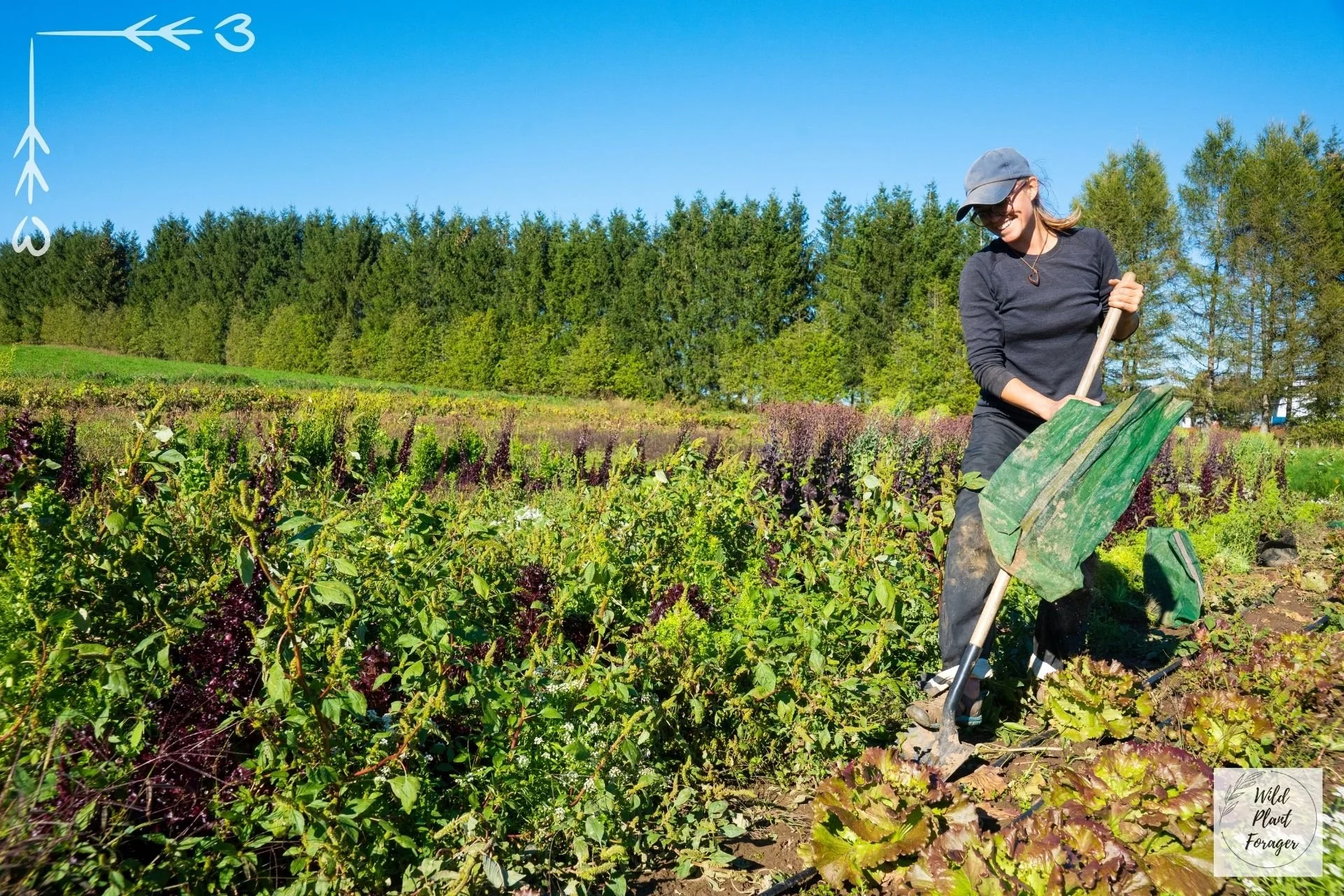 Wildplukken mag wel bij de bio-boerderij