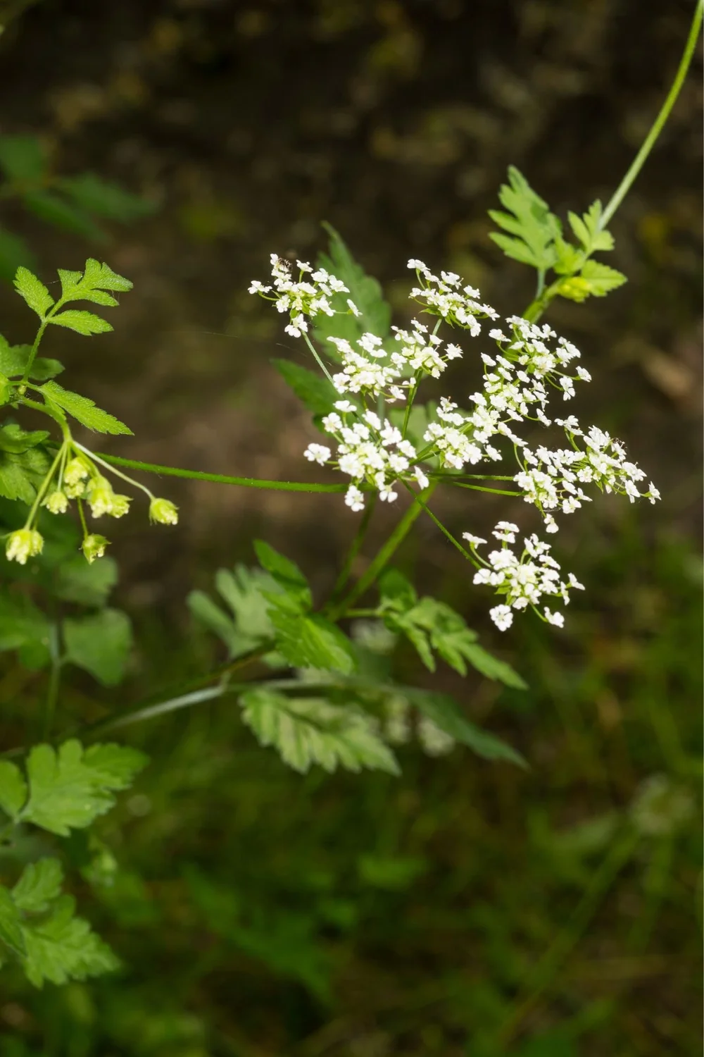 Echte kervel (Anthriscus cerefolium) mag gerust in de soep.