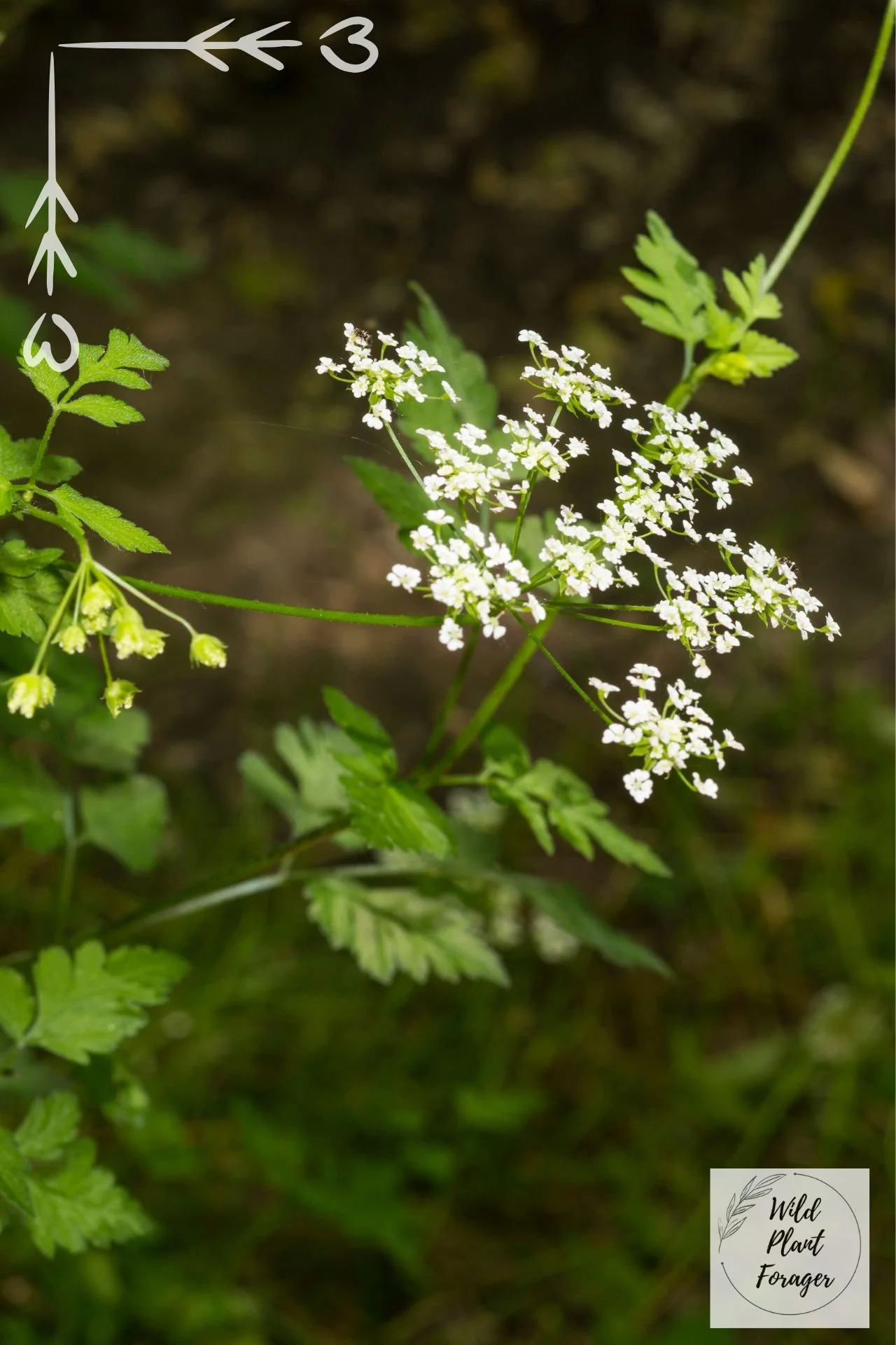 Echte kervel (Anthriscus cerefolium) mag gerust in de soep.