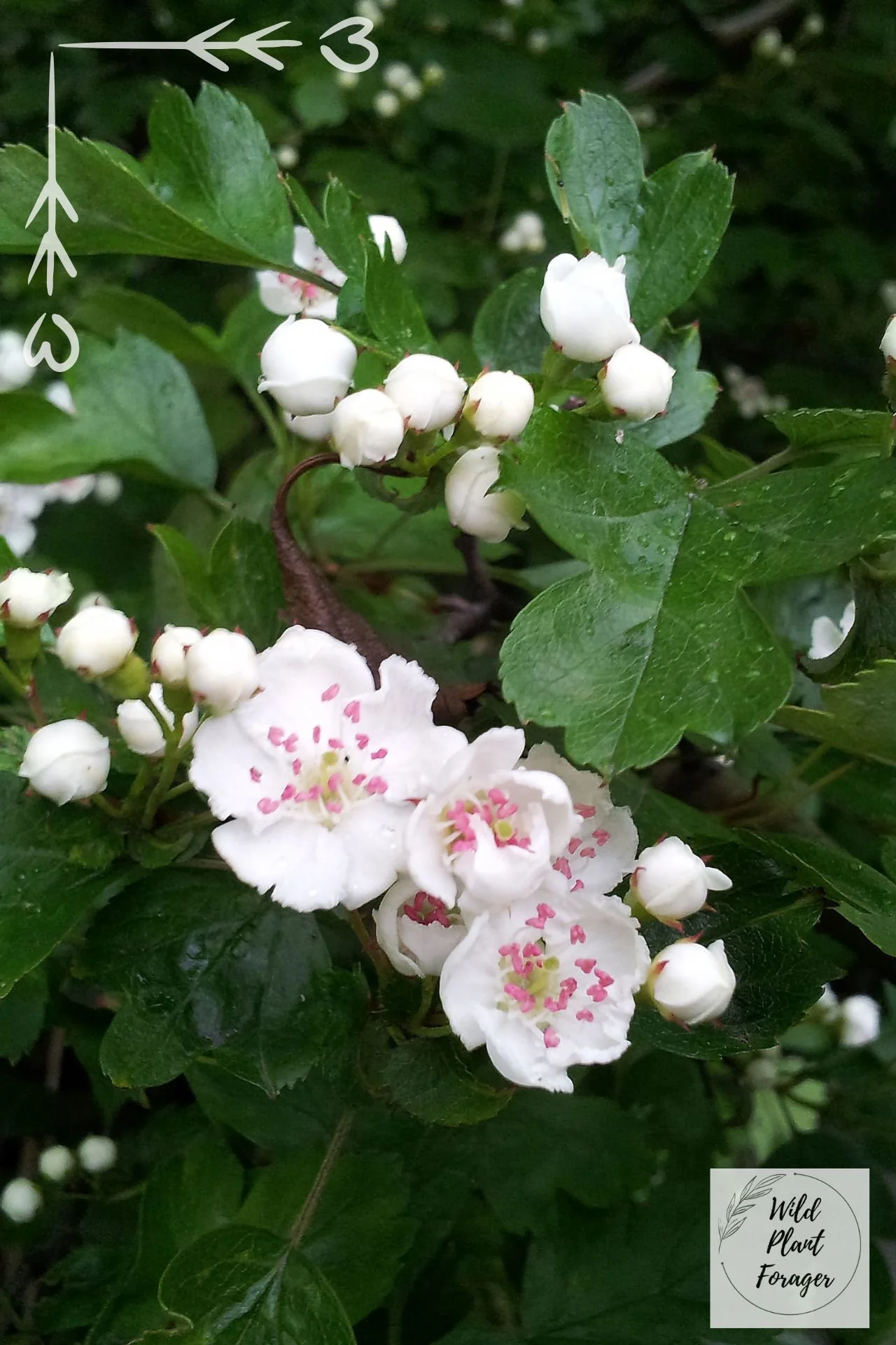 Eenstijlige meidoorn met roze meeldraden