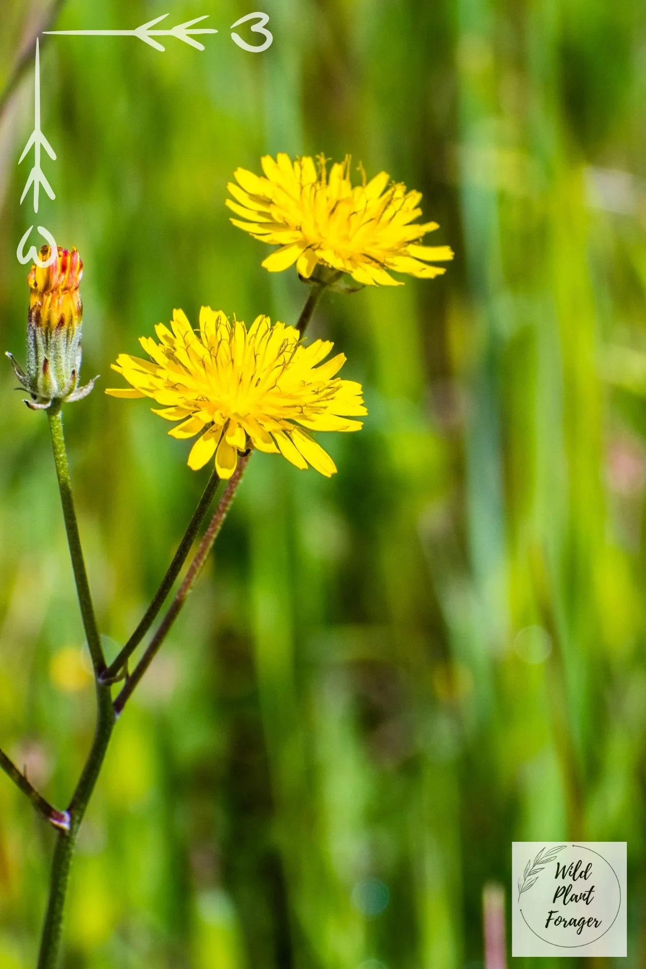 Gewoon biggenkruid of Hypochaeris radicata