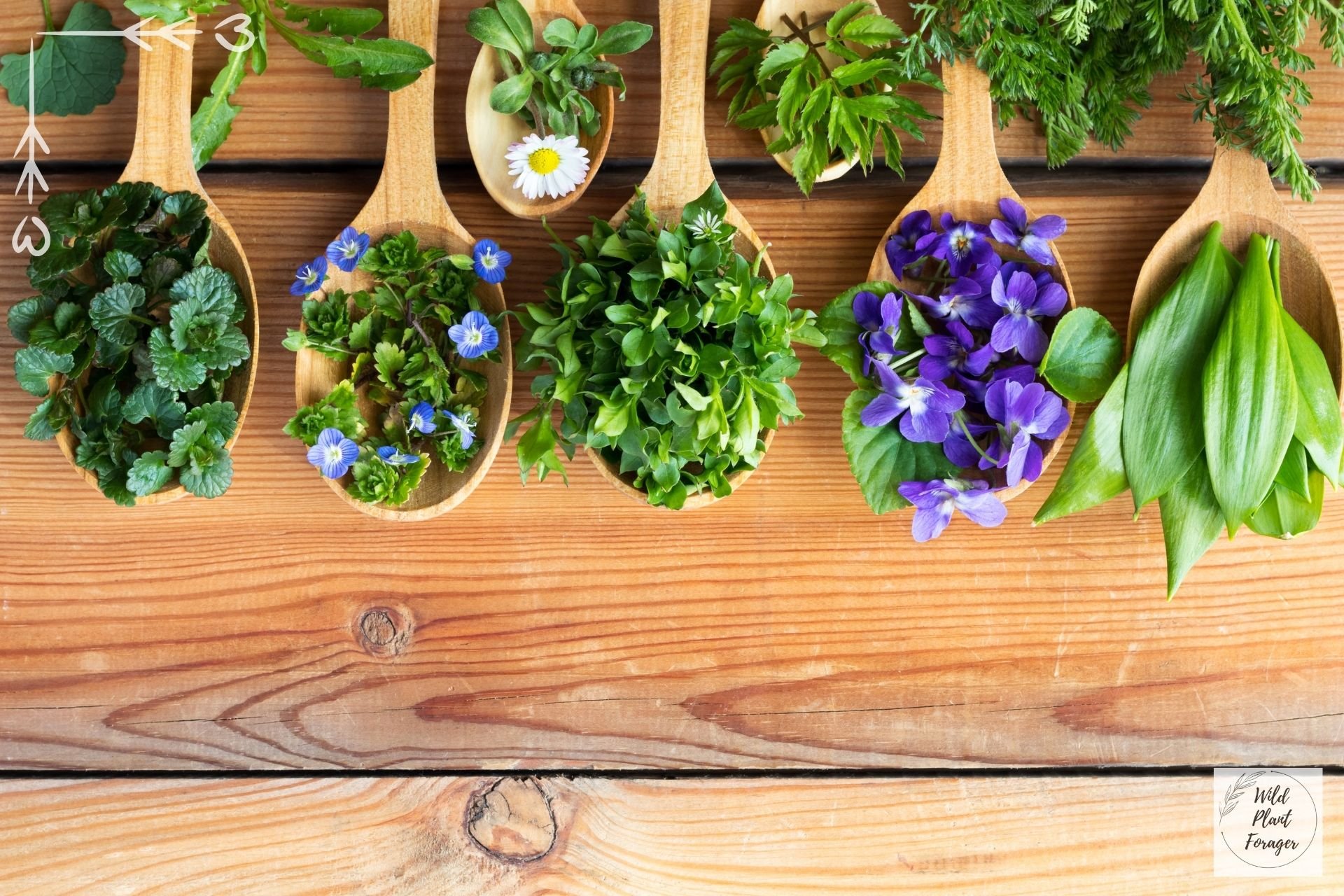 Welke eetbare planten vind je in je eigen tuin?