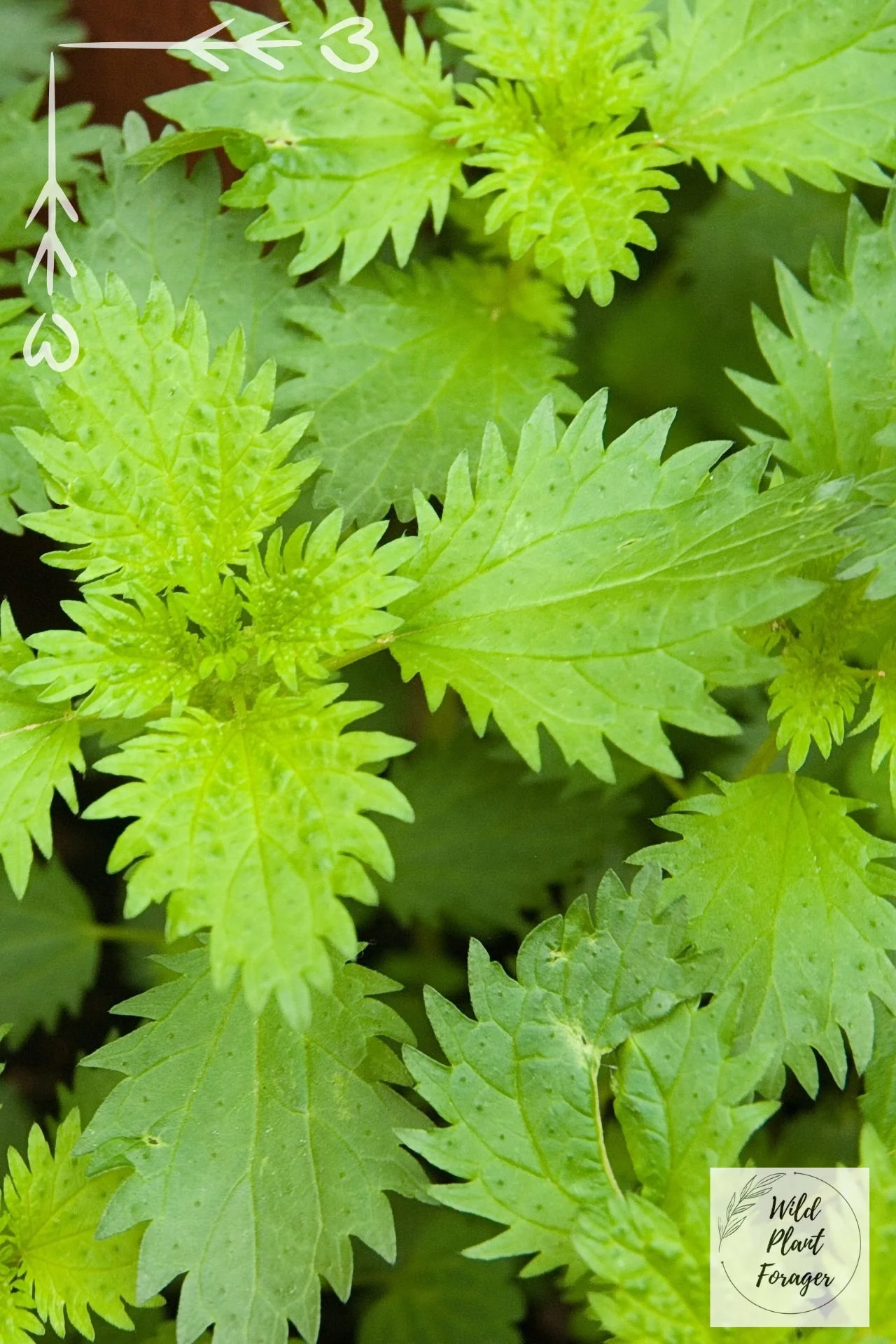 De kleine brandnetel heeft een ovaler blad