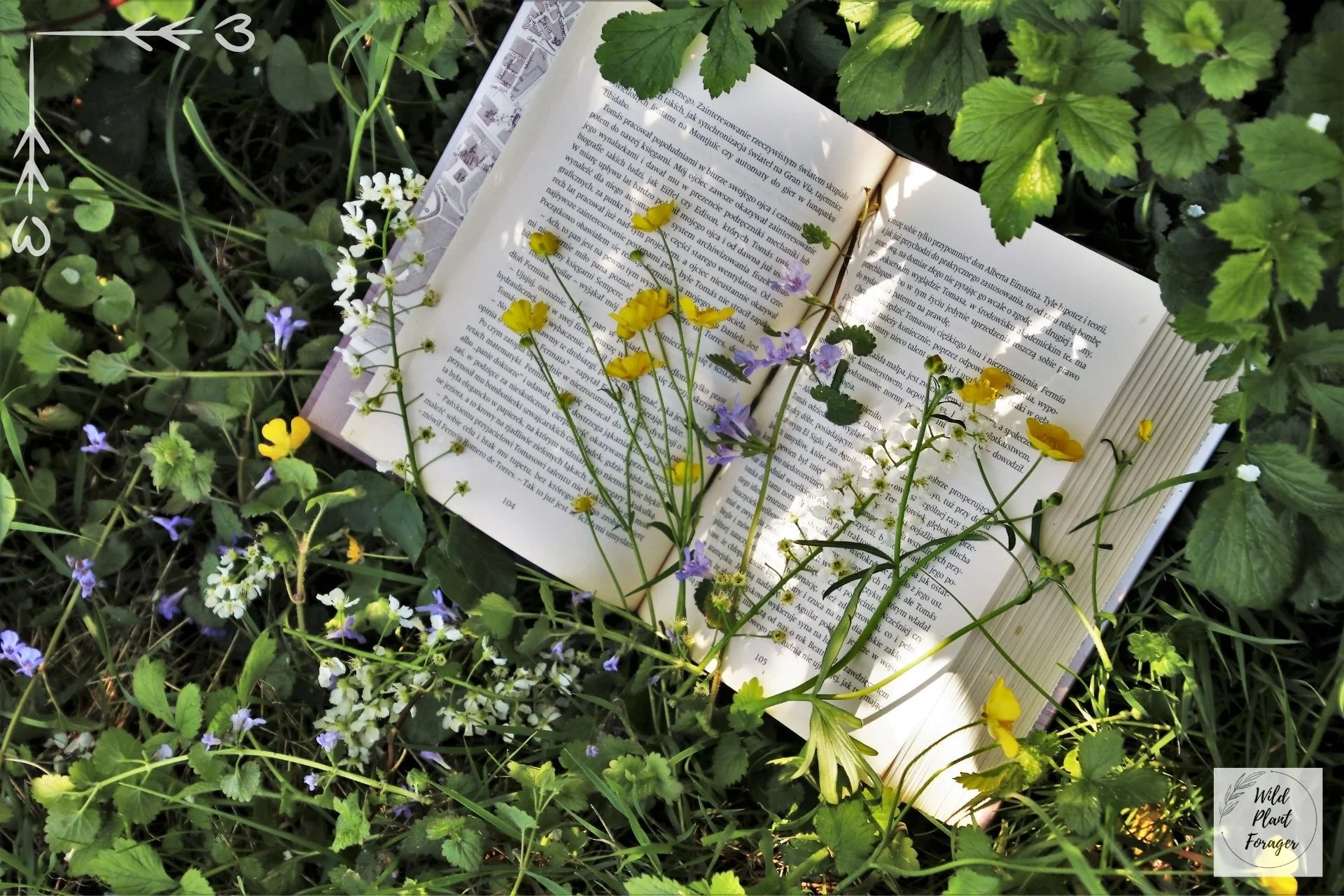 Welk boek over wildplukken is de moeite? Mijn persoonlijke TOP 5