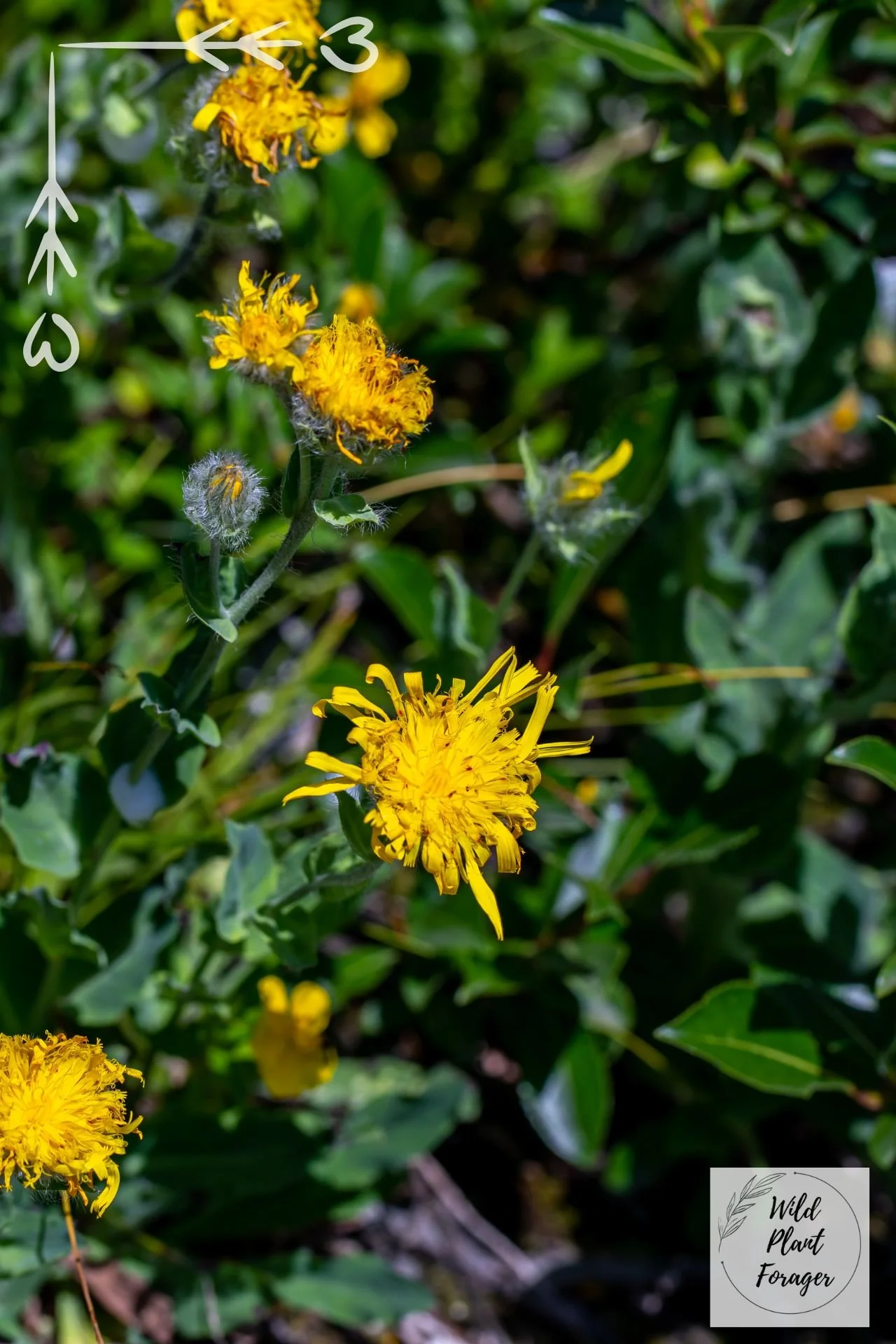 Havikskruid of Hieracium villosum
