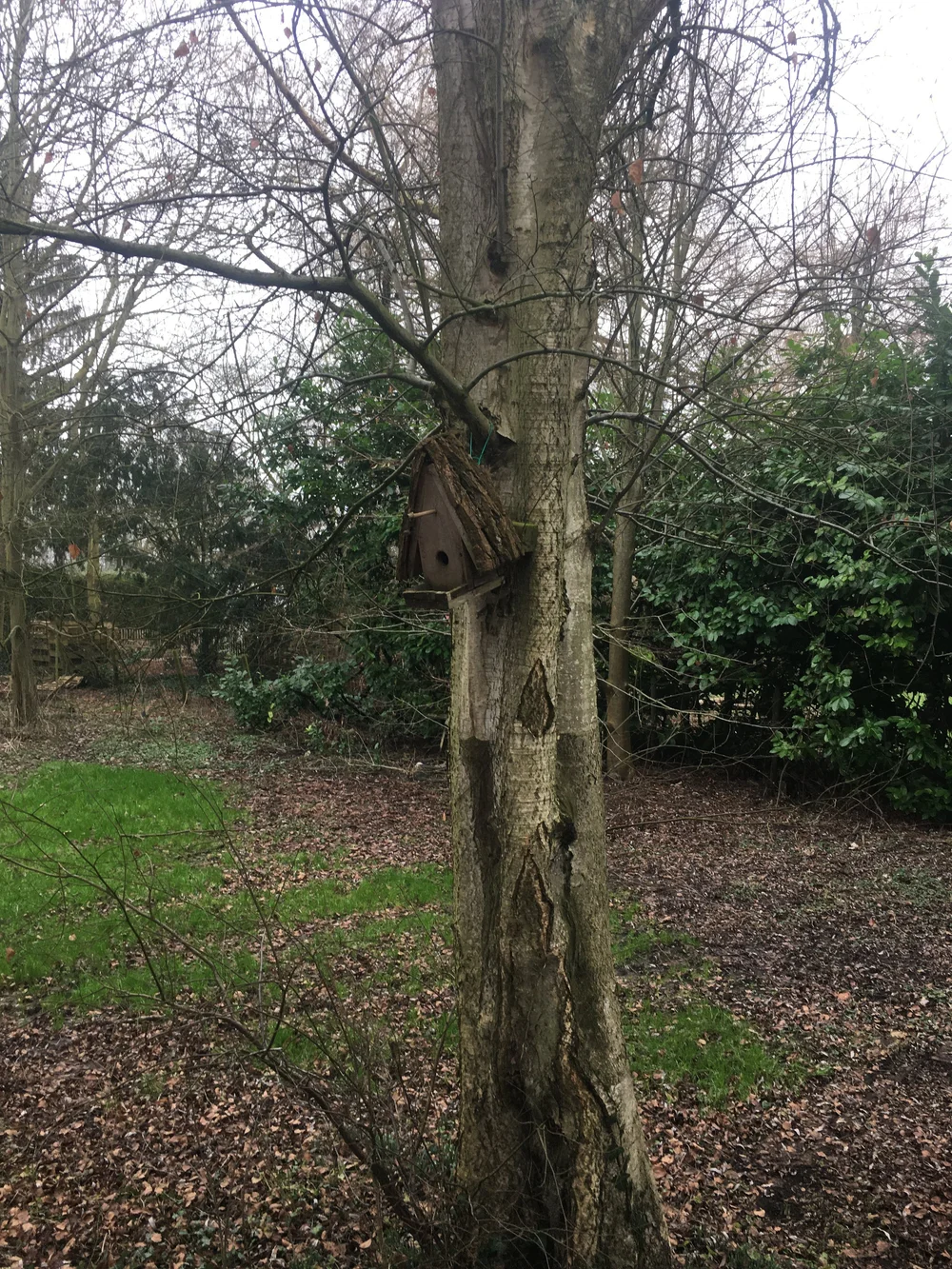 Een berk in het najaar