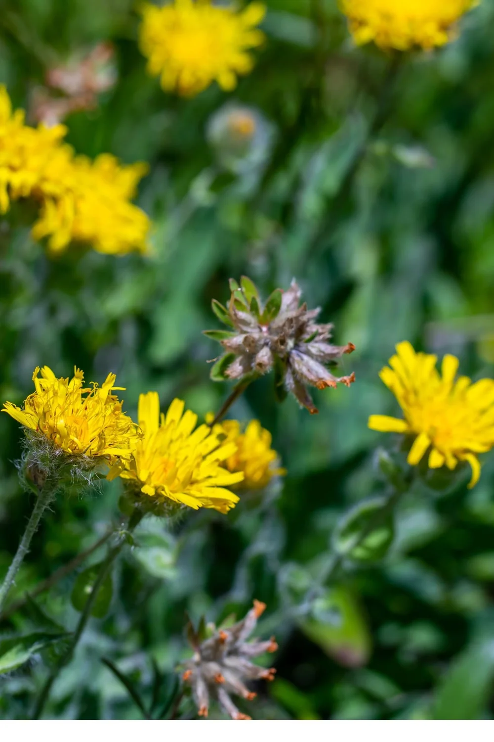 Havikskruid of Hieracium villosum