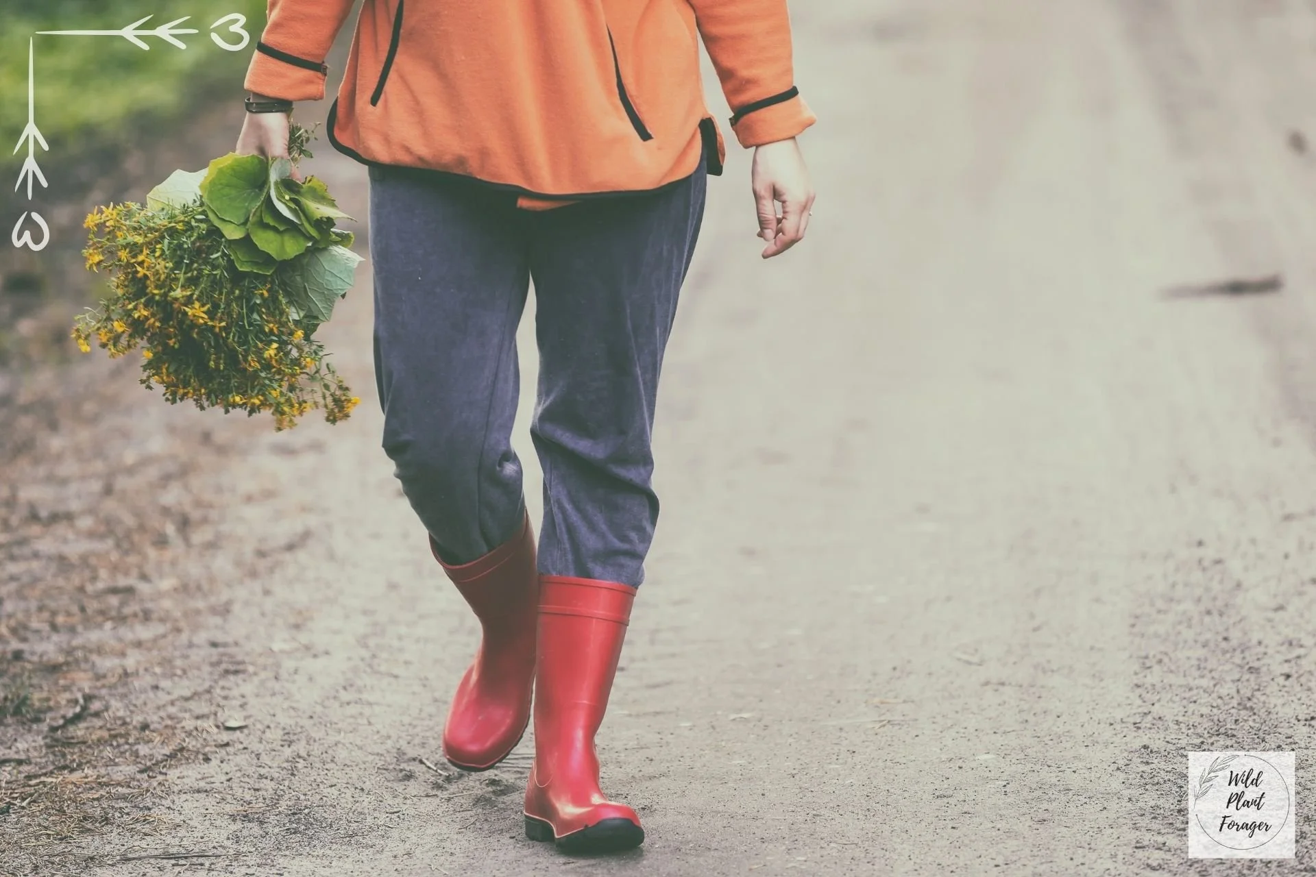 Wildplukken mag in Vlaanderen langs openbare wegen en bermen