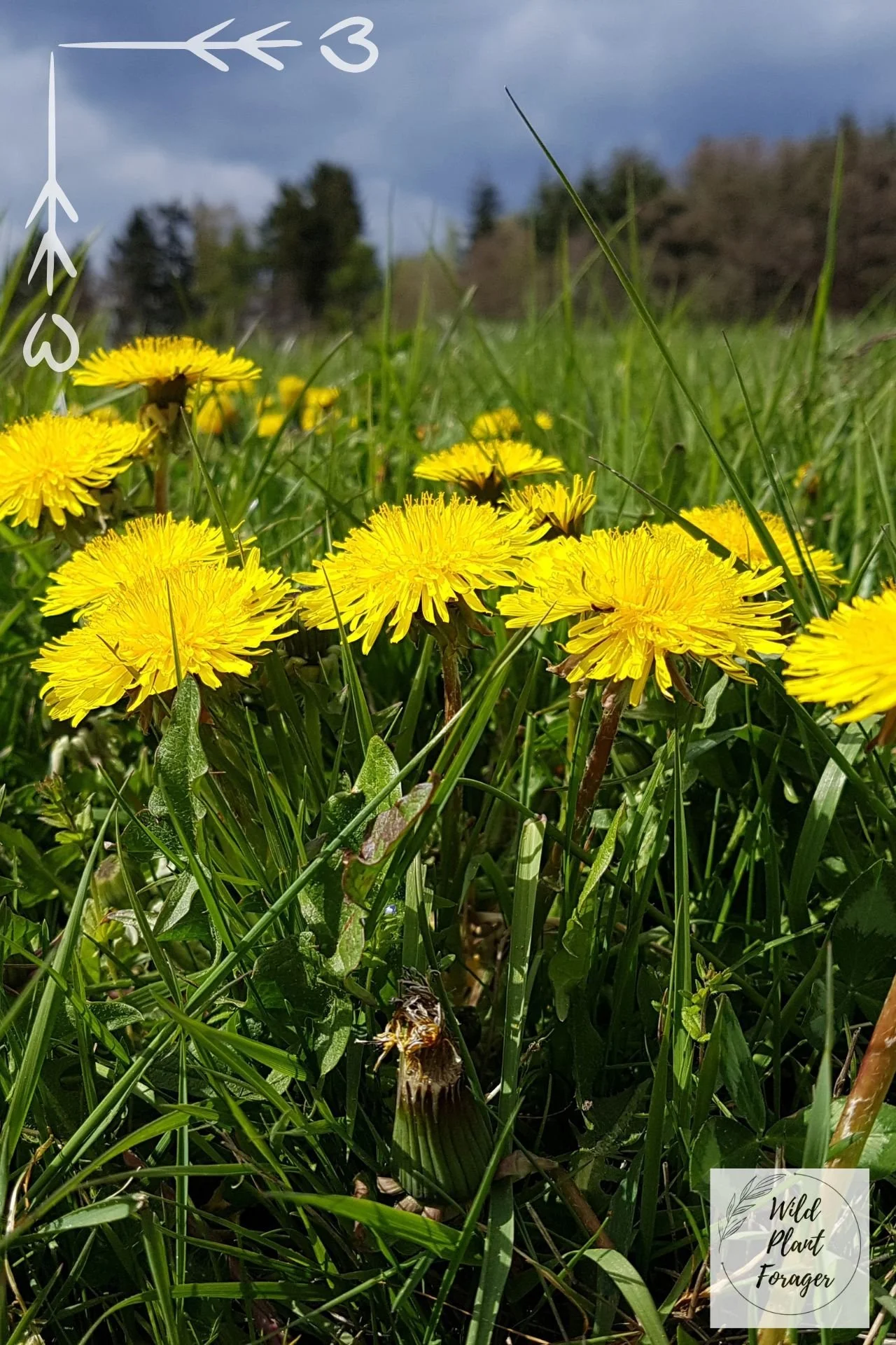 Paardenbloem of Taraxacum officinale