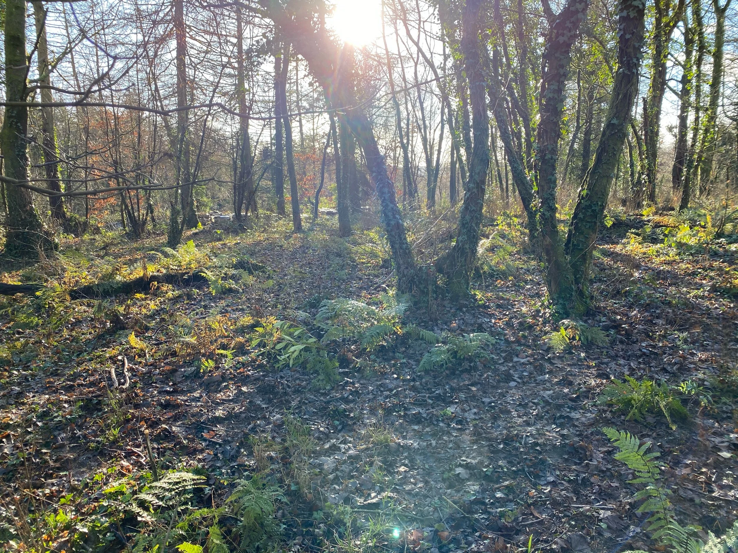 Julia Lockheart 1st January, 2021