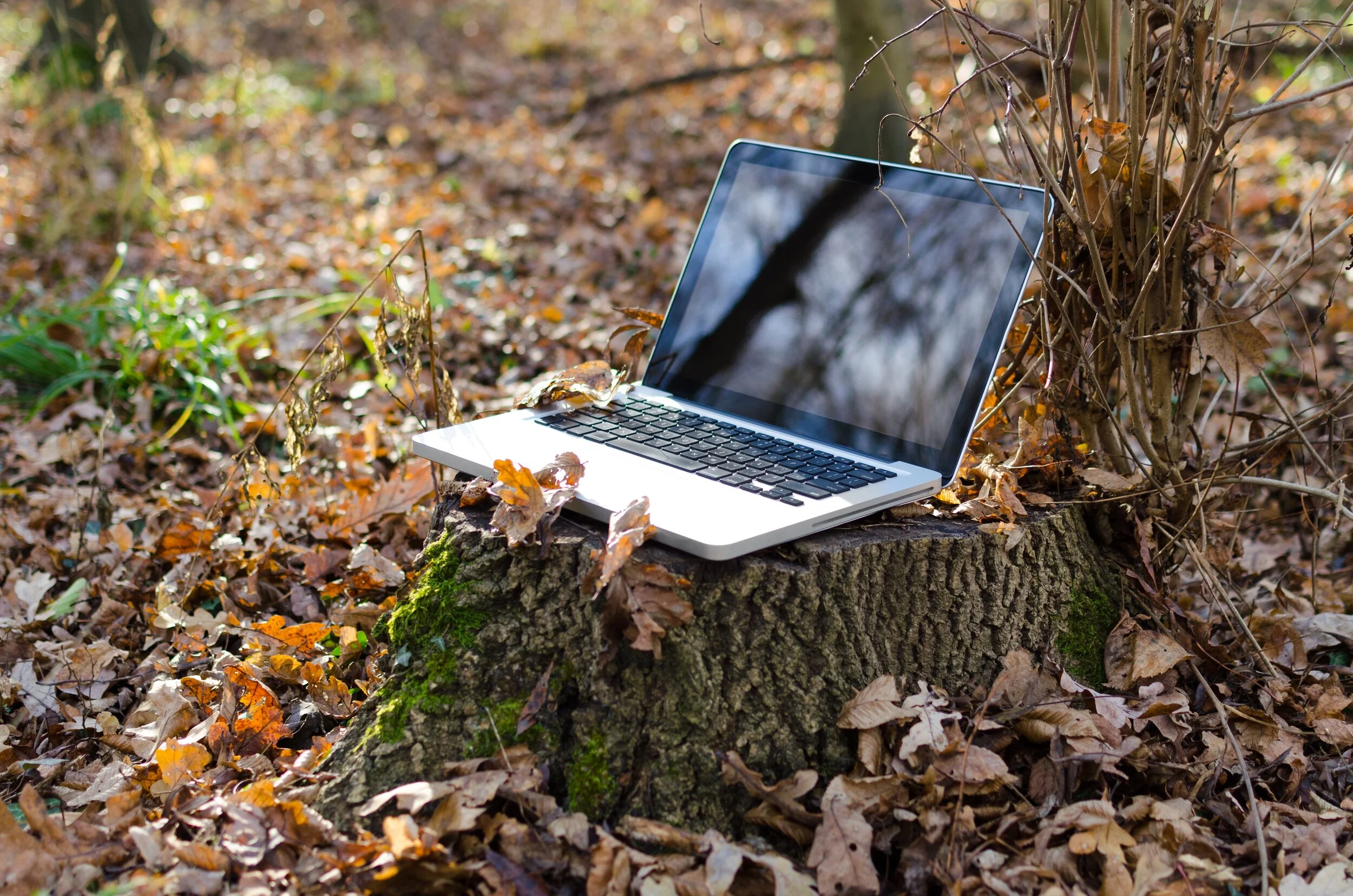 laptop-notebook-computer-work-screen-tree-nature-forest-grass-outdoor-wilderness-open-winter-keyboard-technology-field-meadow-warm-leaf-remote-wildlife-web-internet-spring-green-natural-autumn-office-fresh-communica.jpg