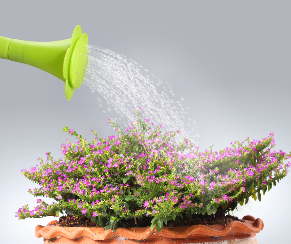 Learn to Take a Compliment aka Water Your Flowers