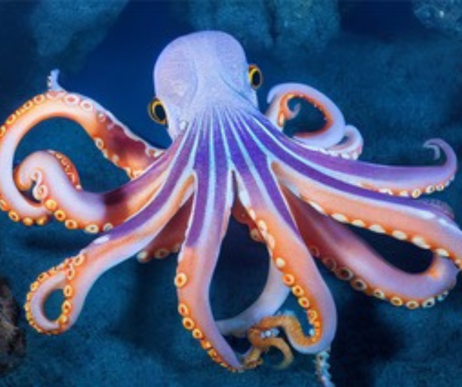 Forget “Be More Resilient.” Be More Octopus