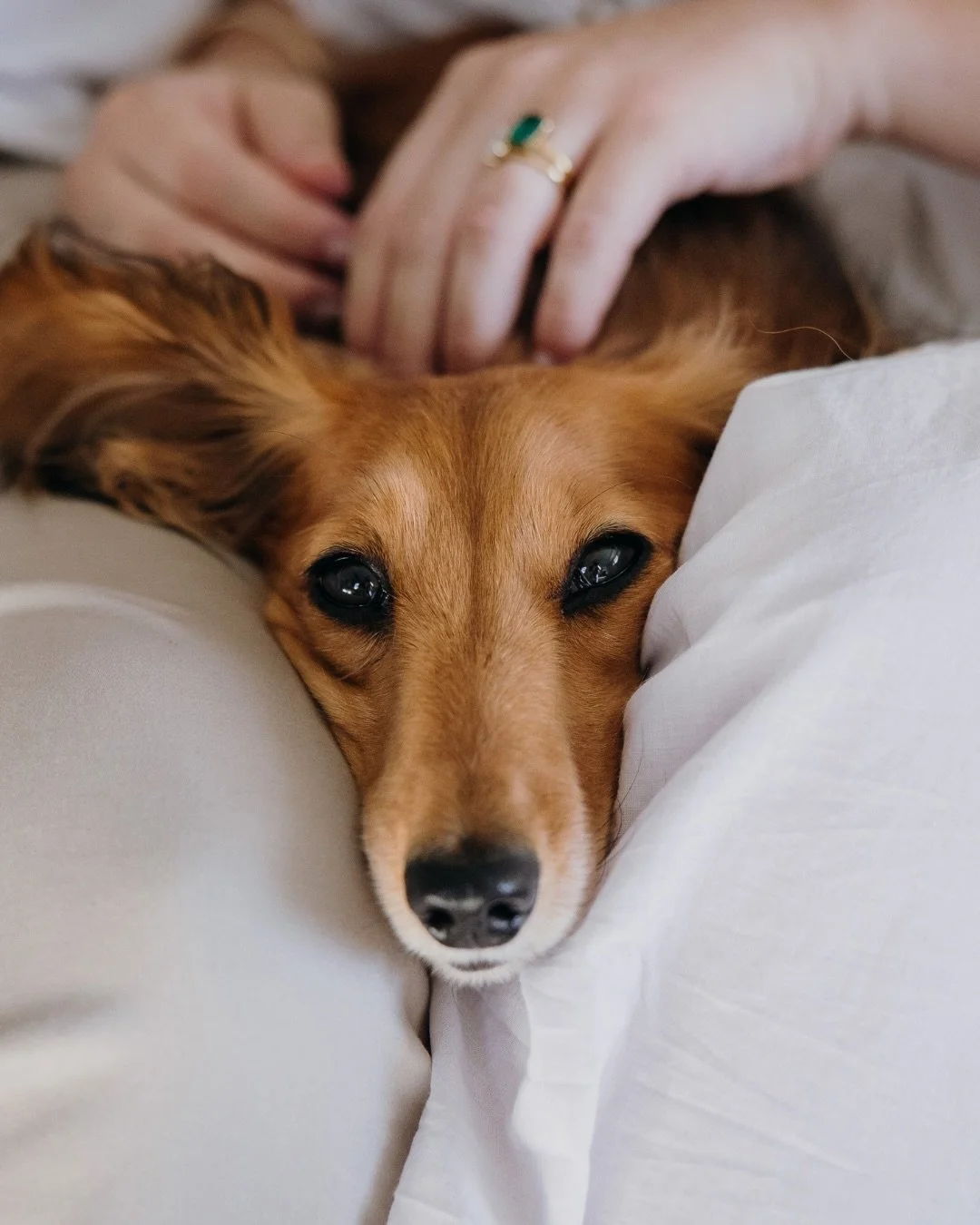 I mean, teeeeechnically this session was meant to be all about the arrival of baby Lou&hellip;. But the sausies kind stole the show 🫠
So happy to have these guys back in front of my camera after their wedding last year with the addition of a tiny pe