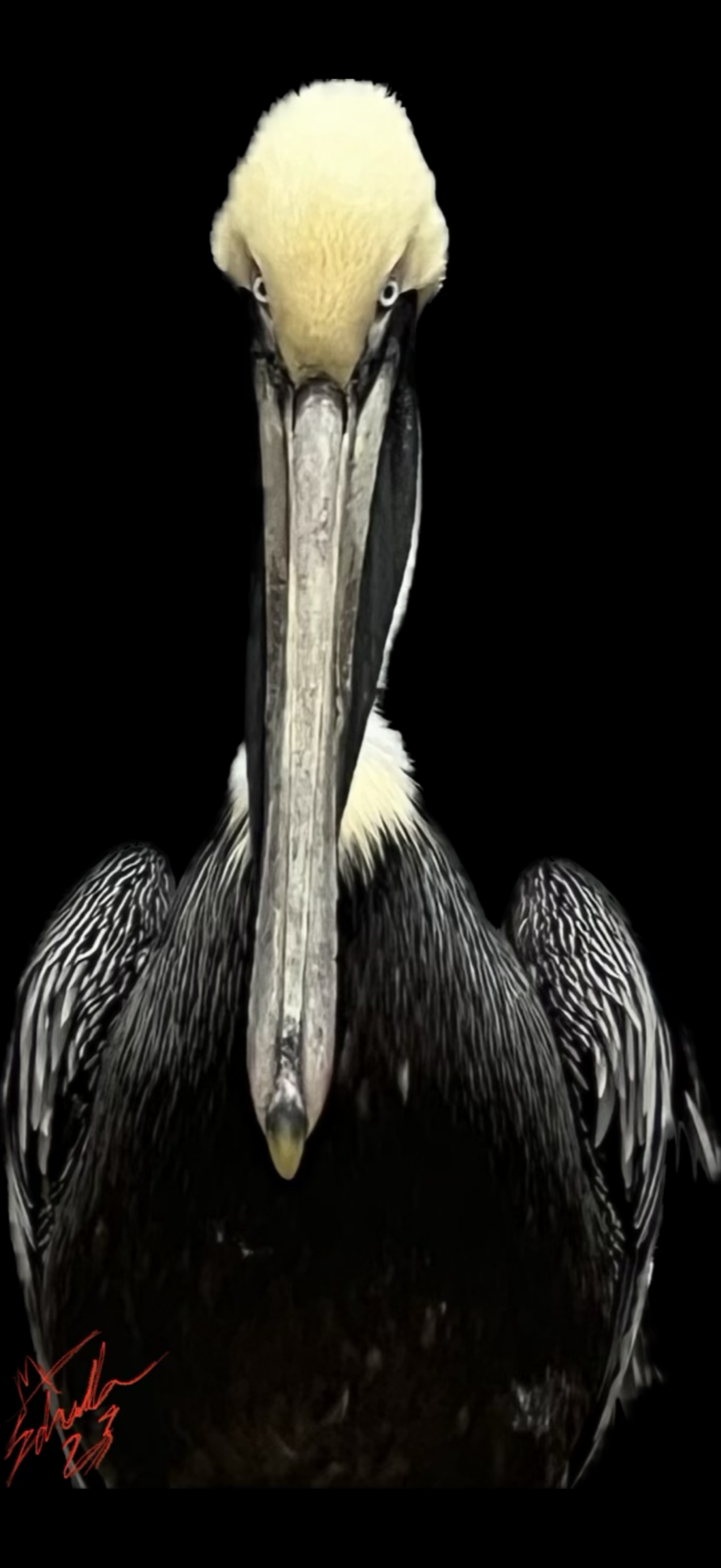 Kevin Edric Munster Kinetic Chain 2 Success