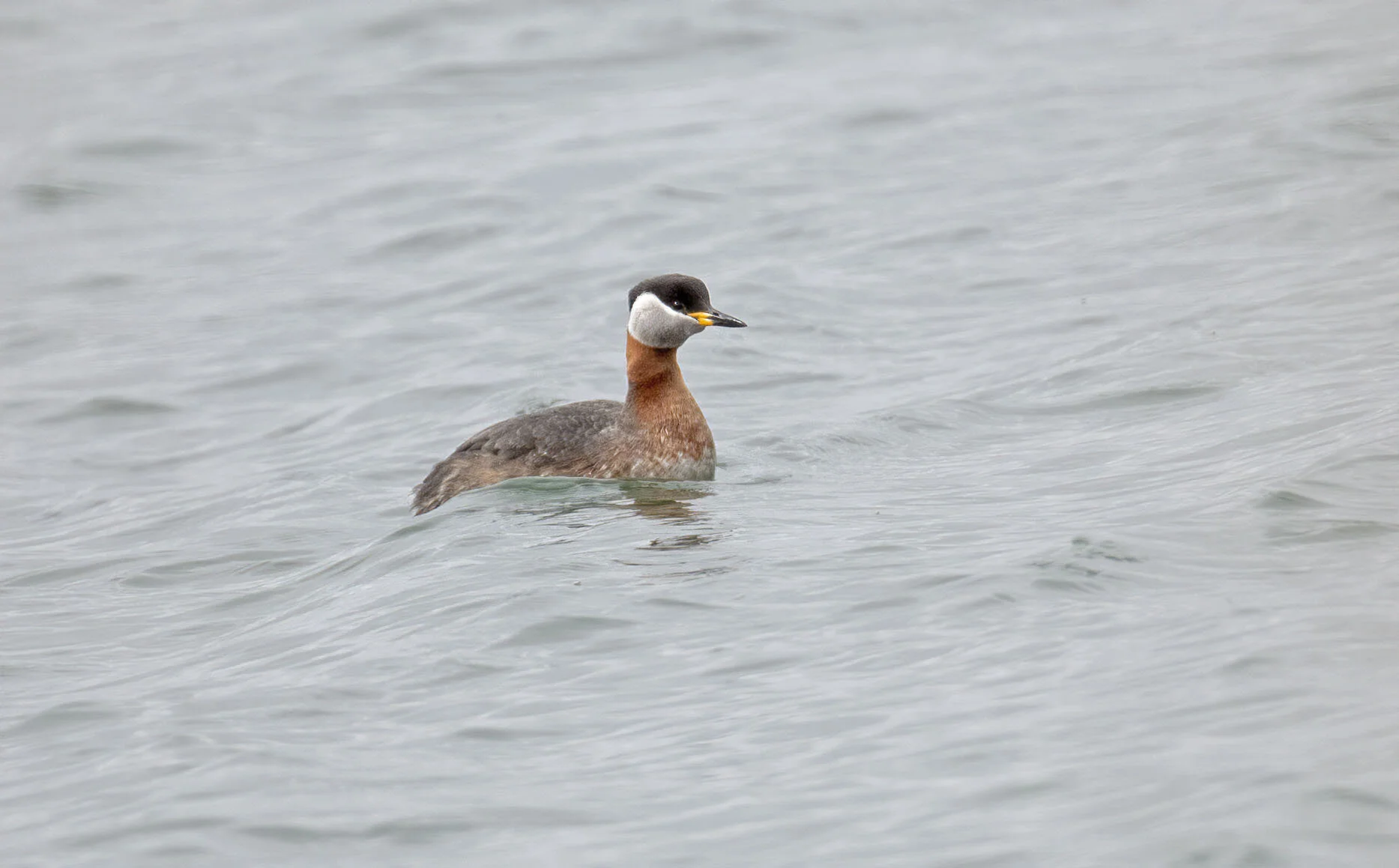 Red-necked Grebe, Barton Pits, April 2021