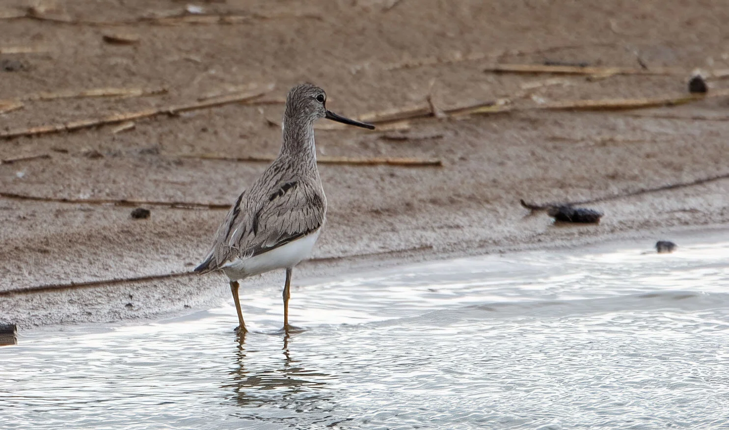 Terek Sandpiper Xenus cinereus Gibraltar Point, Lincolnshire, June 2009