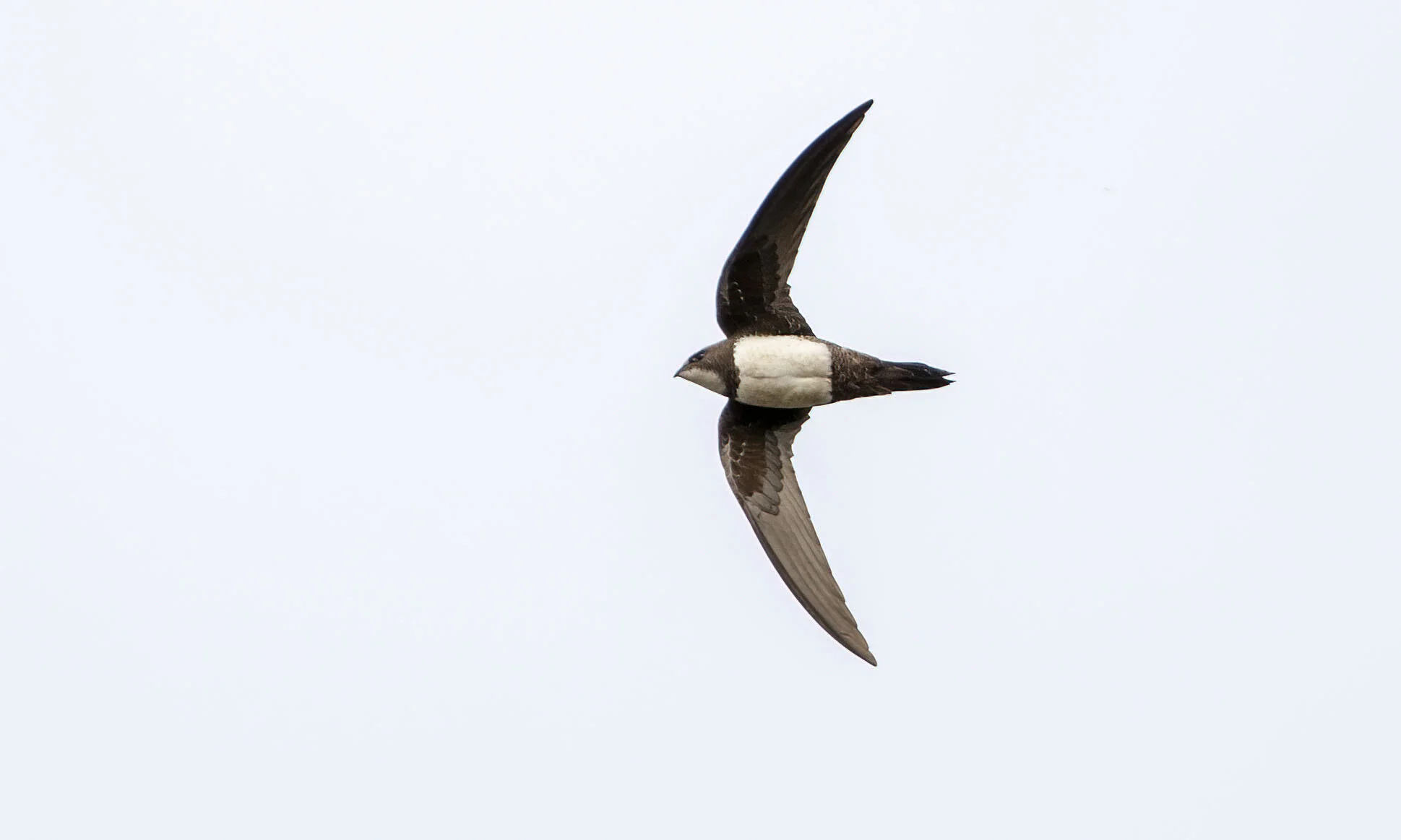 Alpine Swift  Tachymarptis melba Barton-on-Humber, May 2009