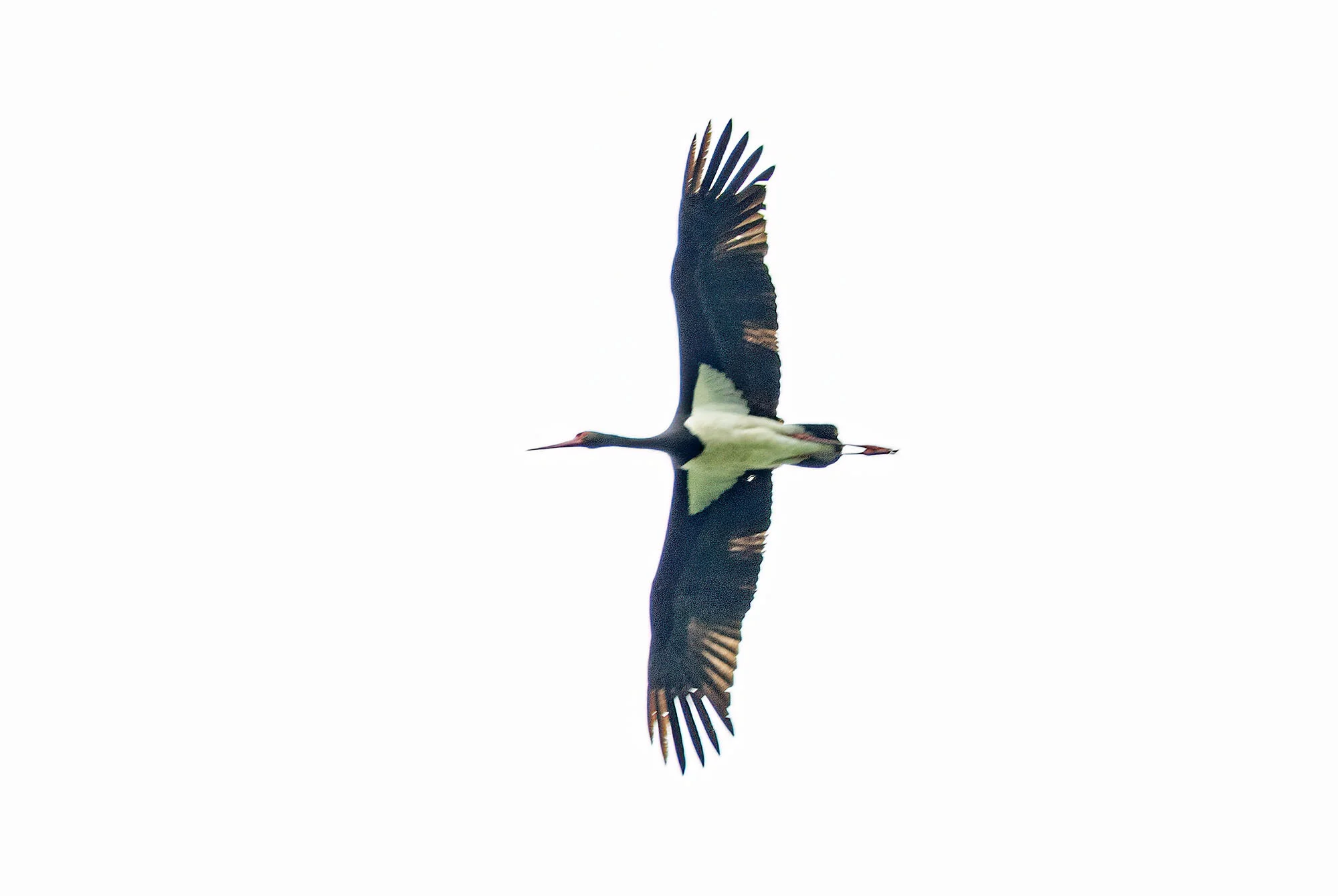 Black Stork, Crowle, Lincolnshire, May 2014
