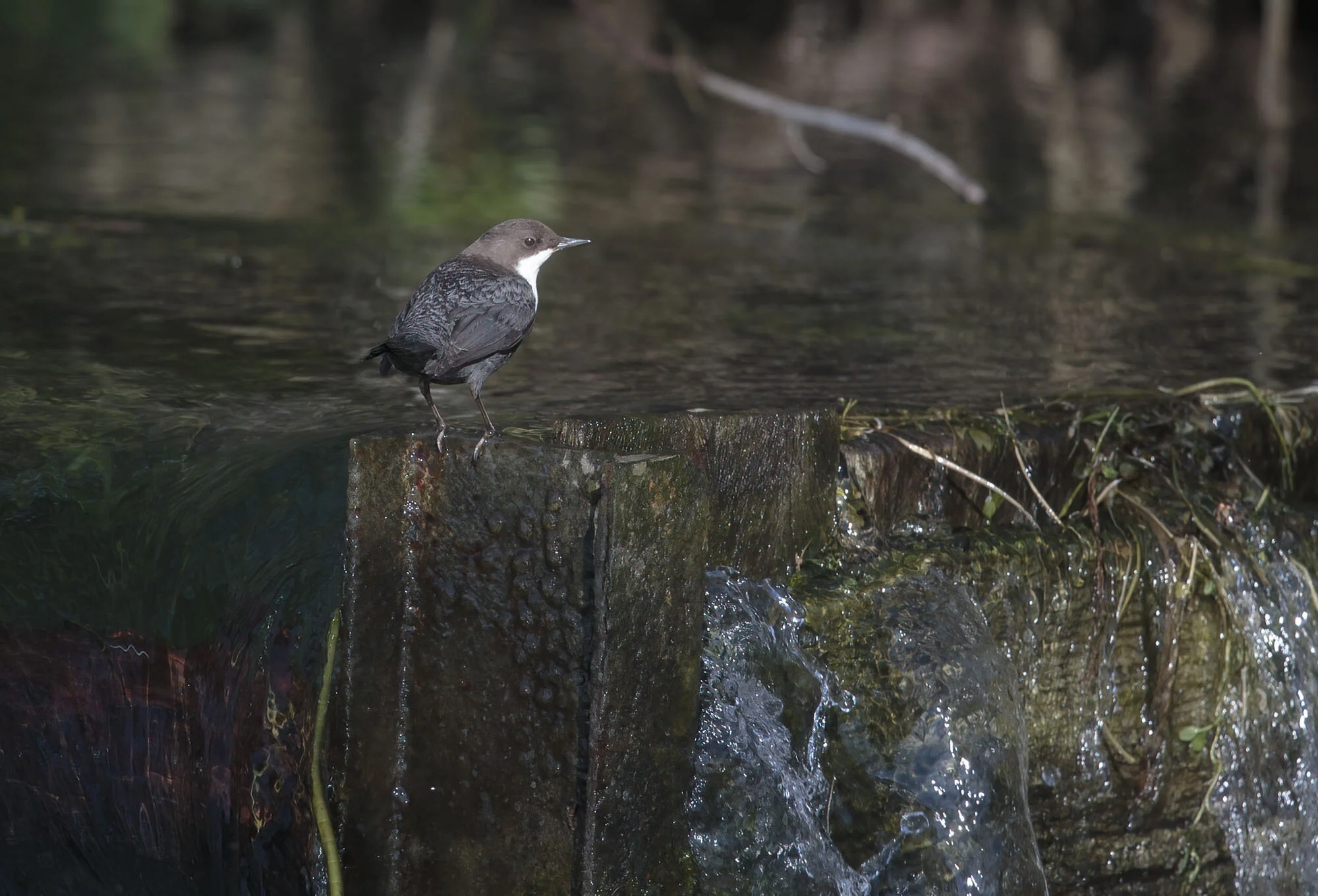 Black-bellied Dipper, Haugham, E Yorks February 2015