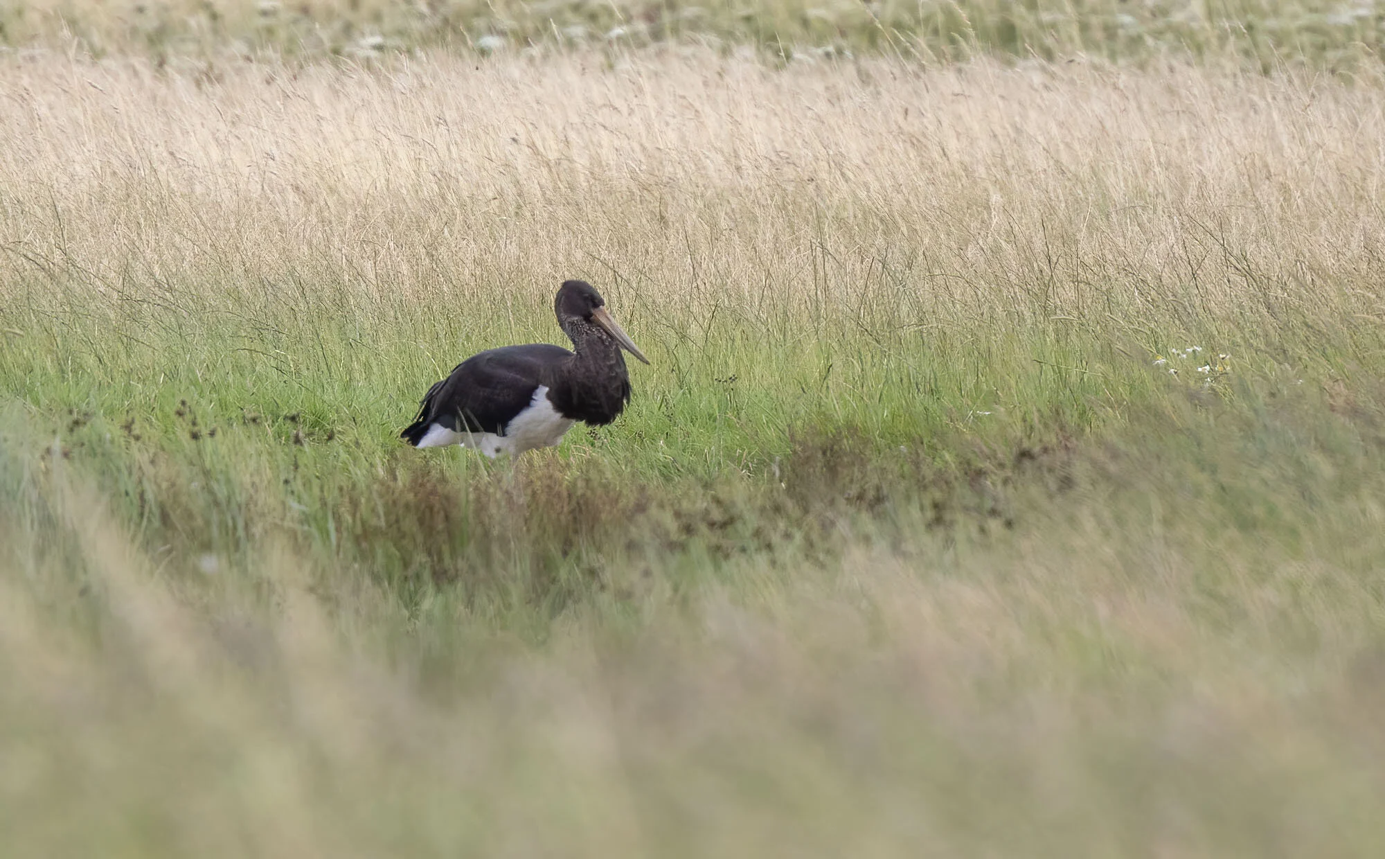 Black Stork, Kilnsea, August 2015