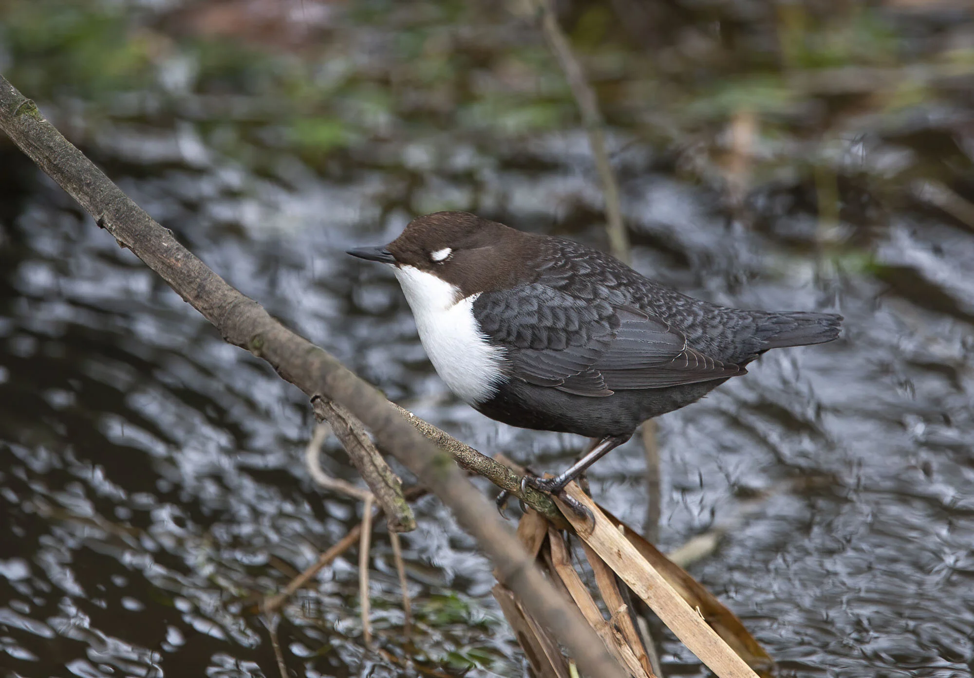 Black-bellied Dipper, Watton Yorks, February 2008