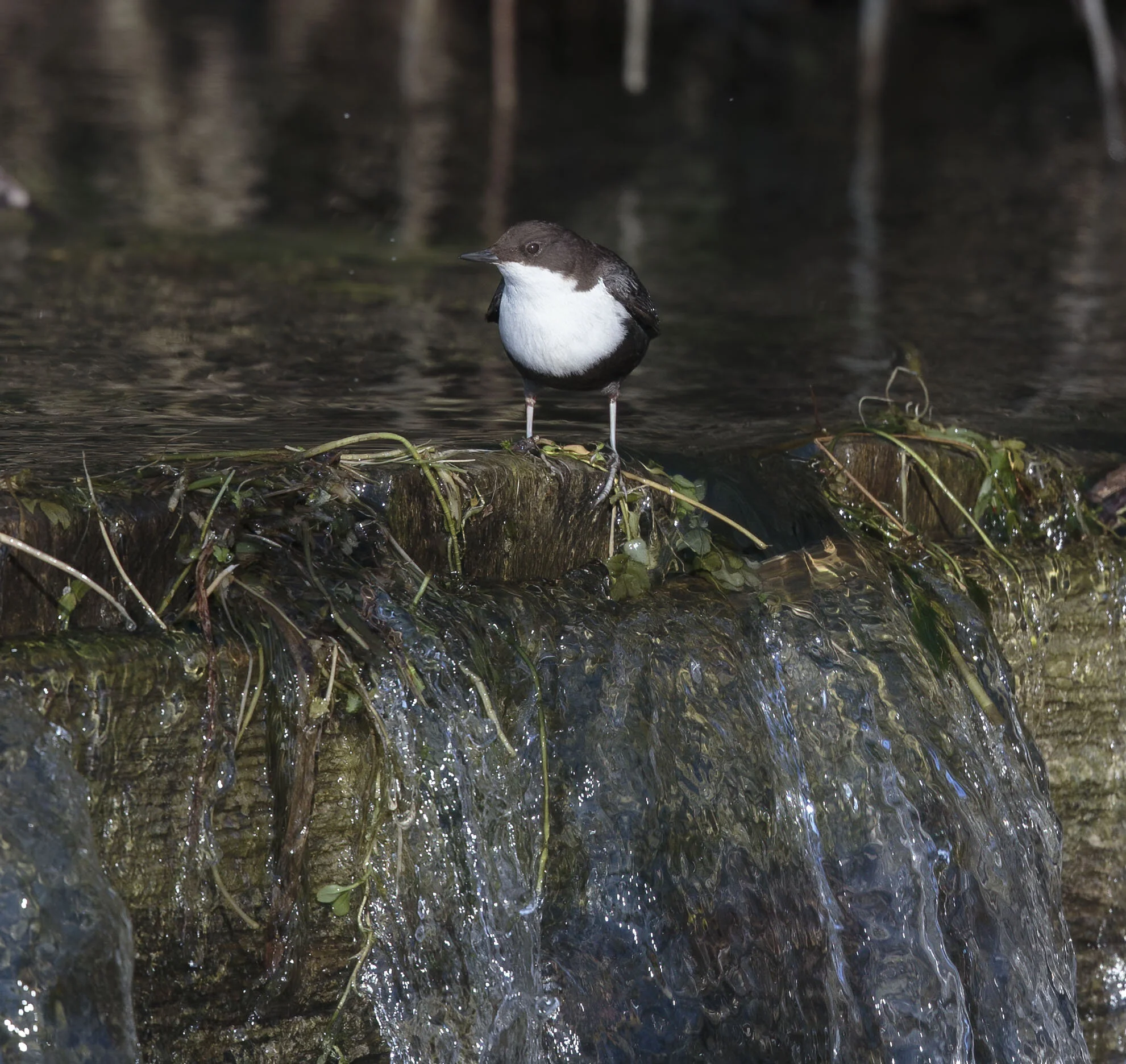 Black-bellied Dipper, Haugham, E Yorks February 2015