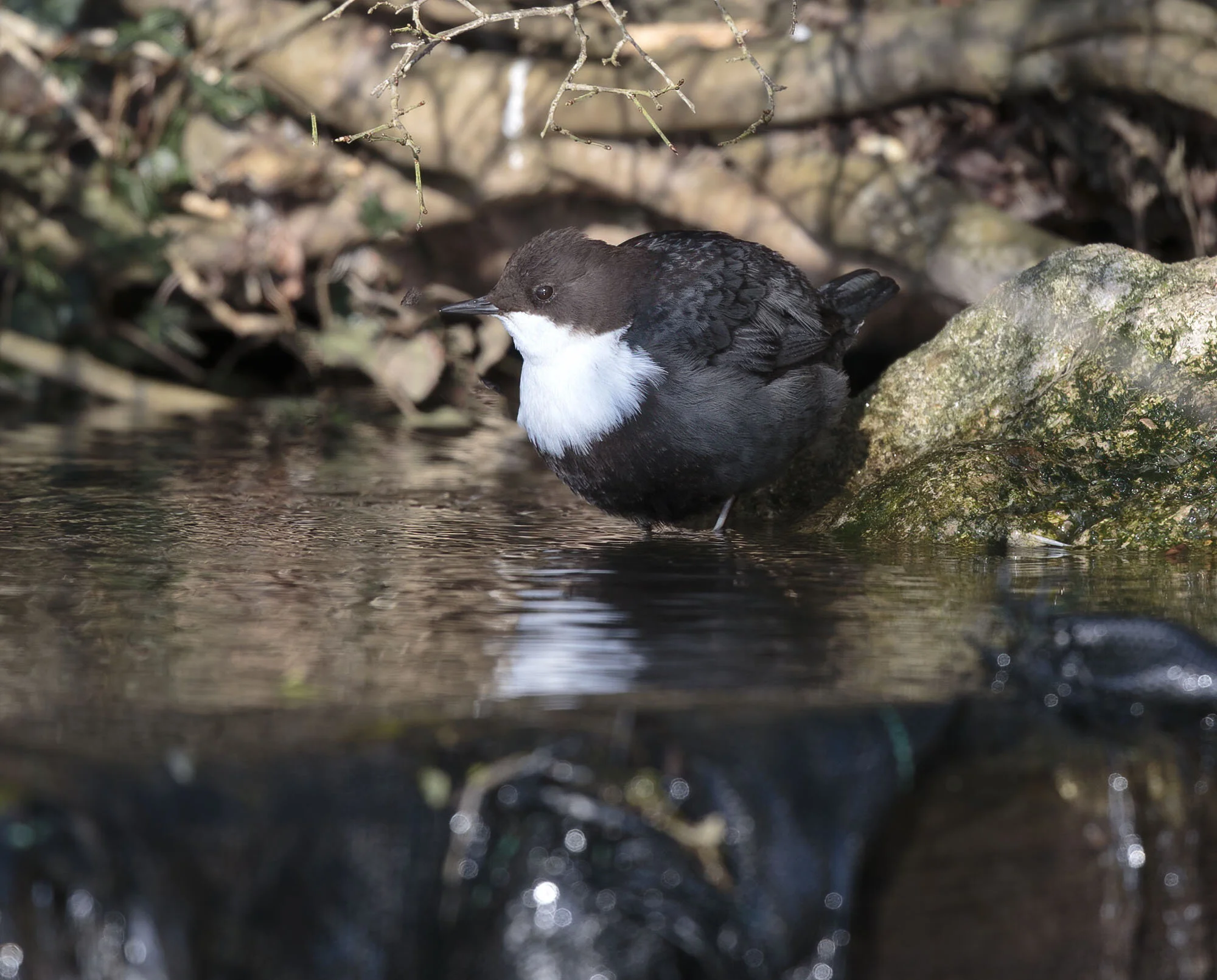 Black-bellied Dipper, Haugham, E Yorks February 2015