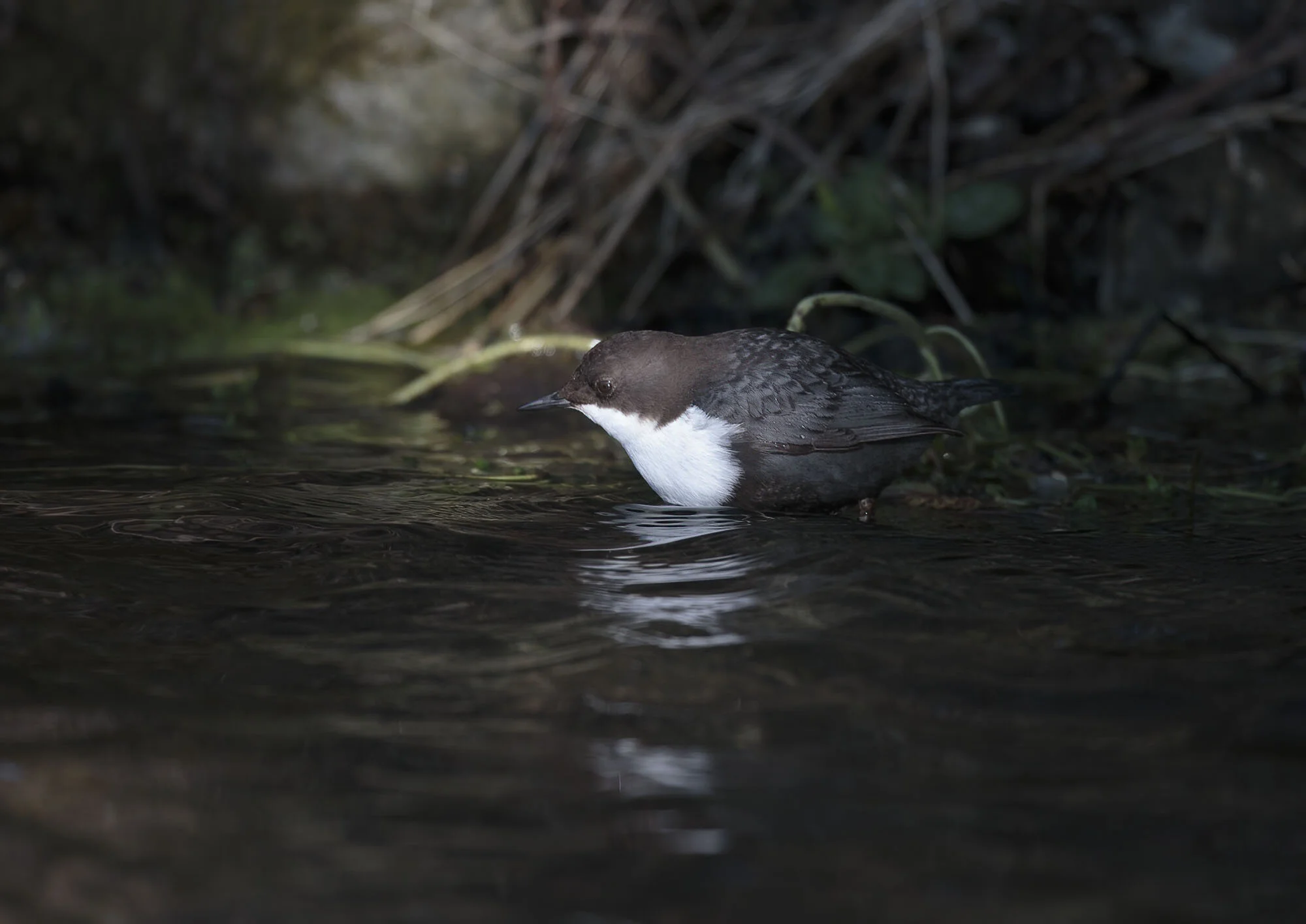 Black-bellied Dipper, Haugham, E Yorks February 2015