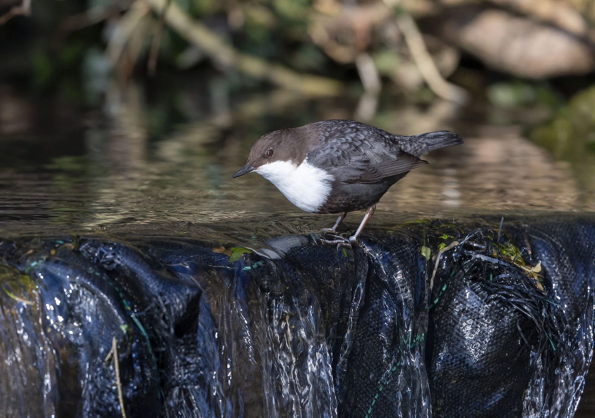 Black-bellied Dipper, Haugham, E Yorks February 2015