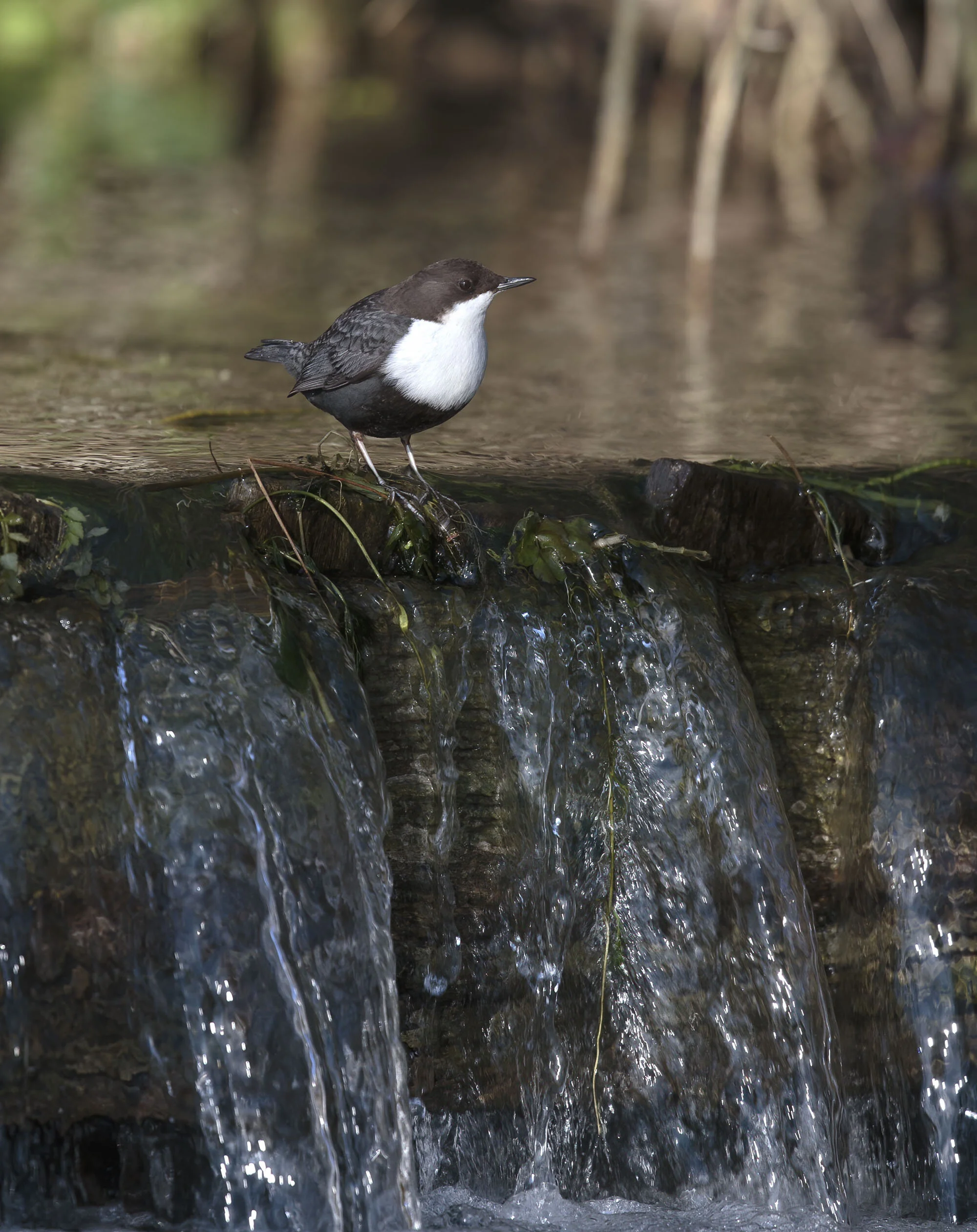 Black-bellied Dipper, Haugham, E Yorks February 2015